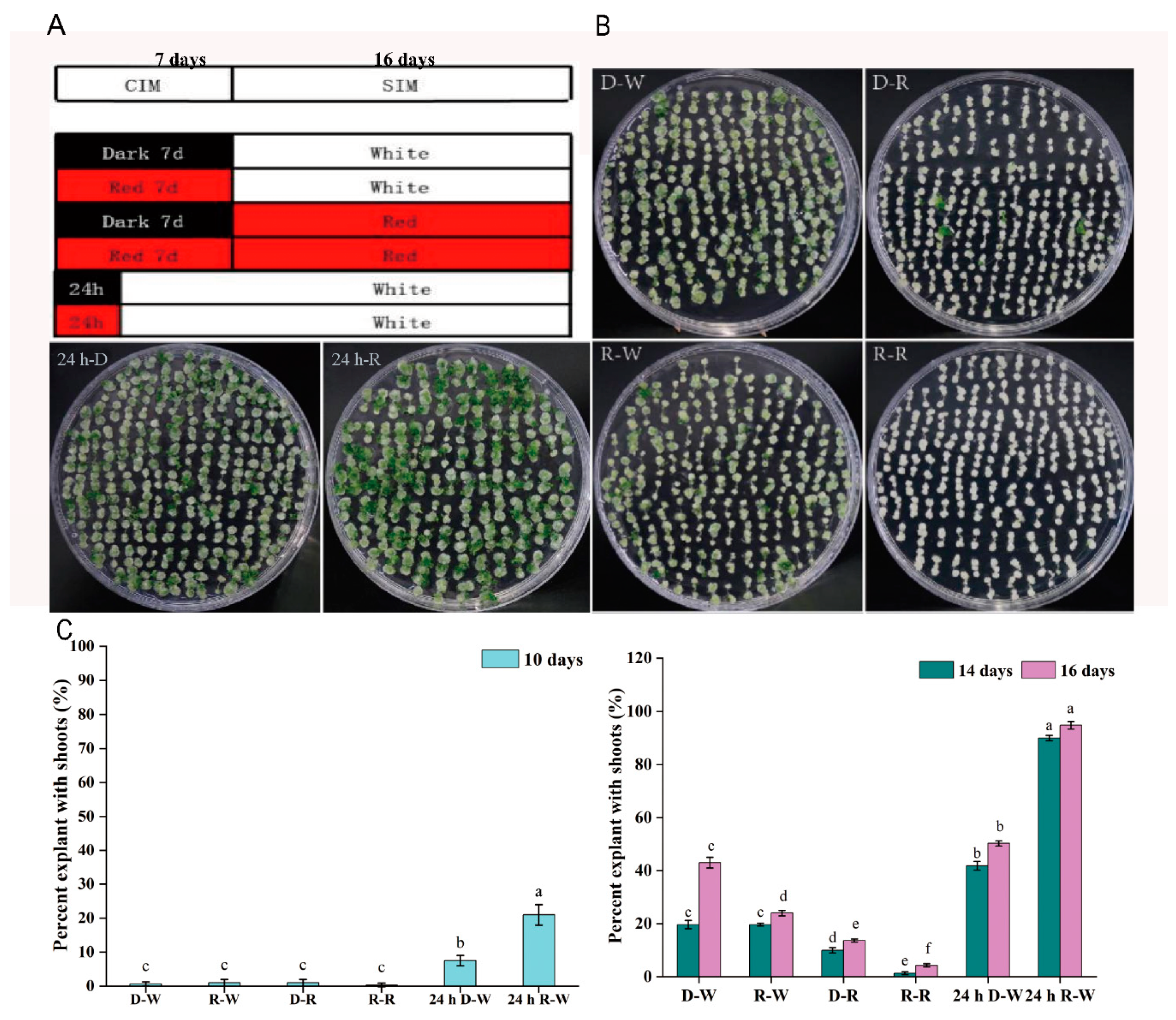 Plants 09 01378 g001