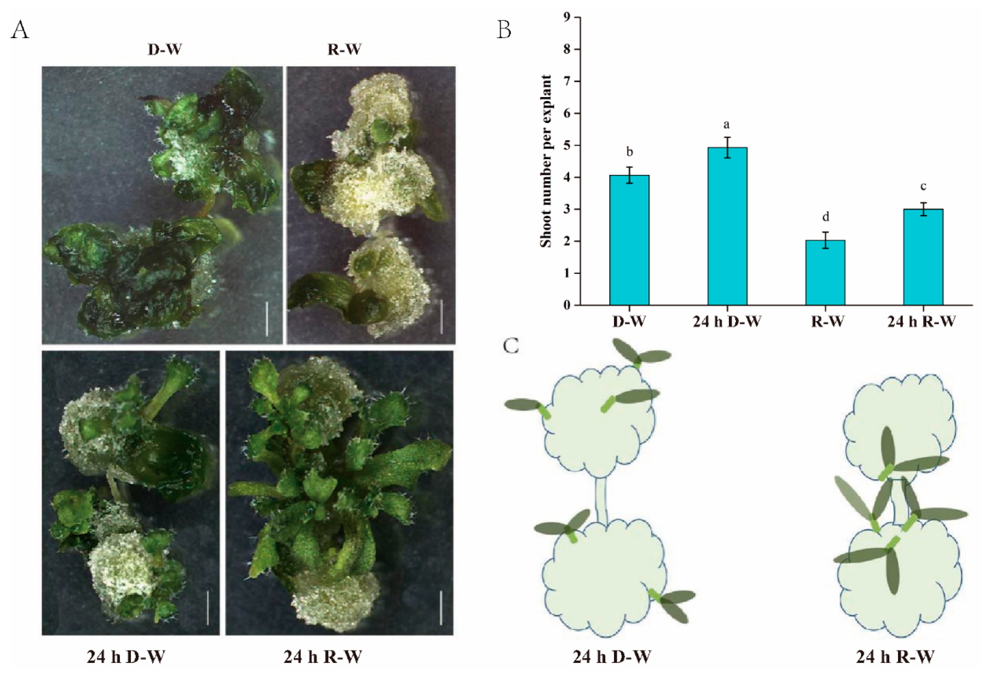 Plants 09 01378 g002