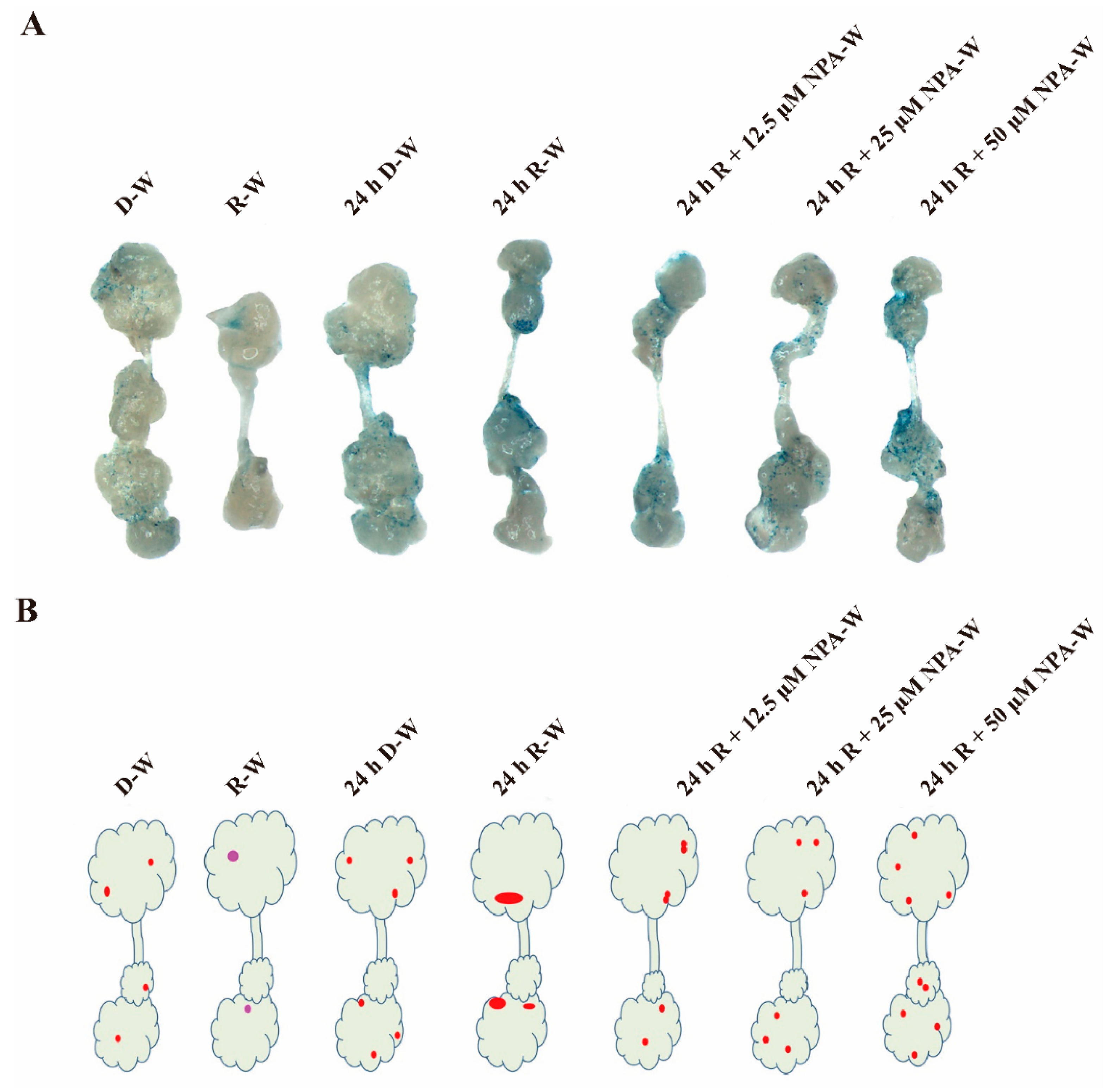 Plants 09 01378 g004