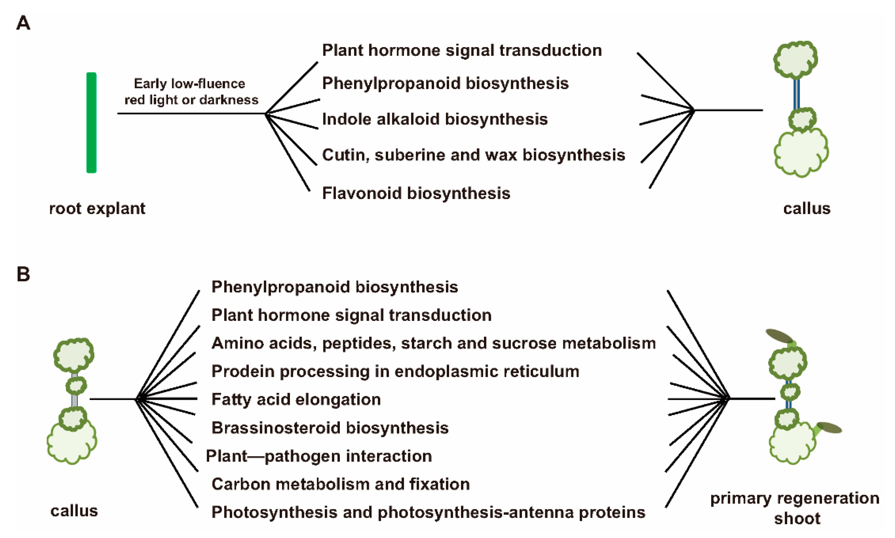 Plants 09 01378 g006