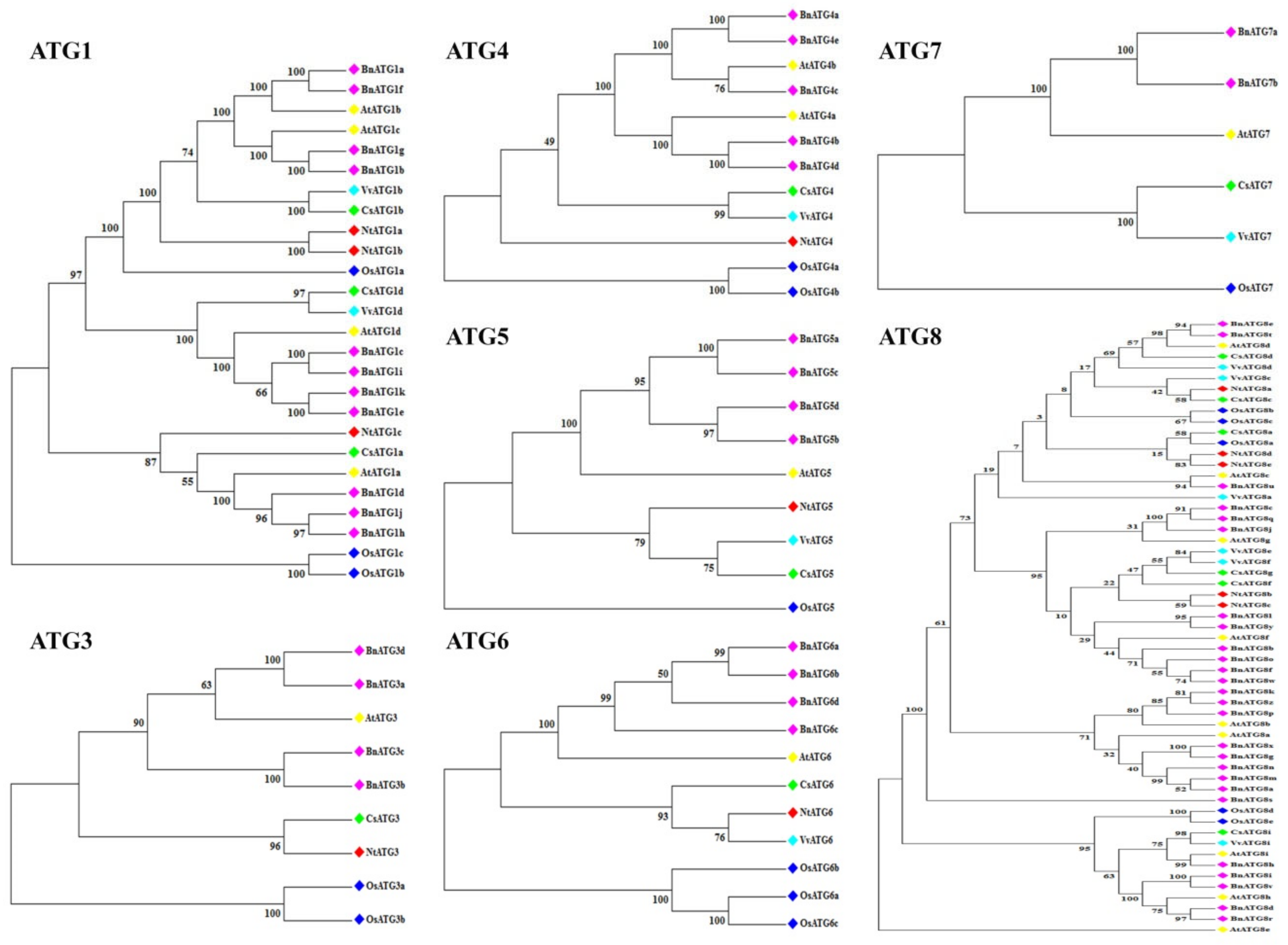 Plants 09 01393 g001