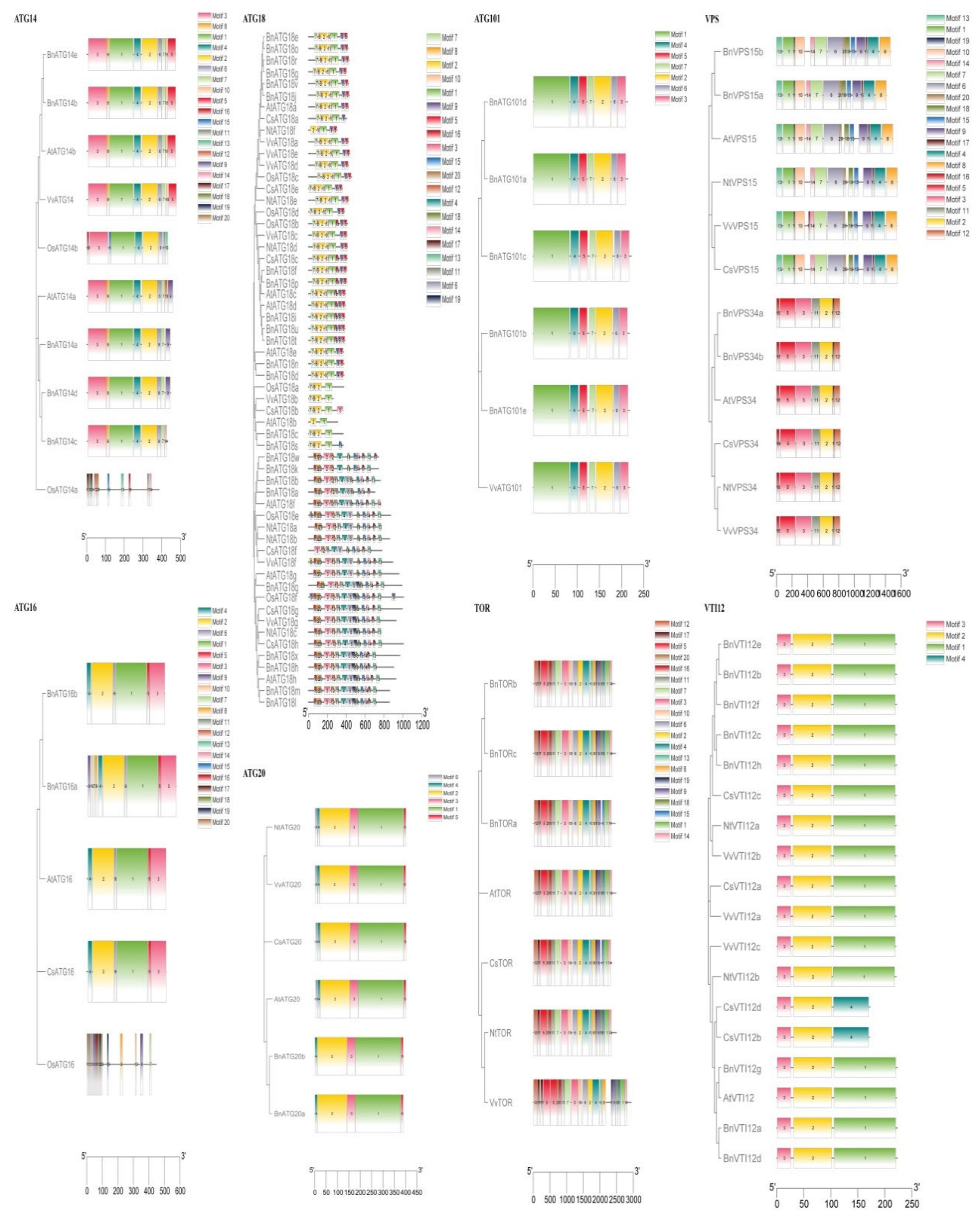 Plants 09 01393 g007