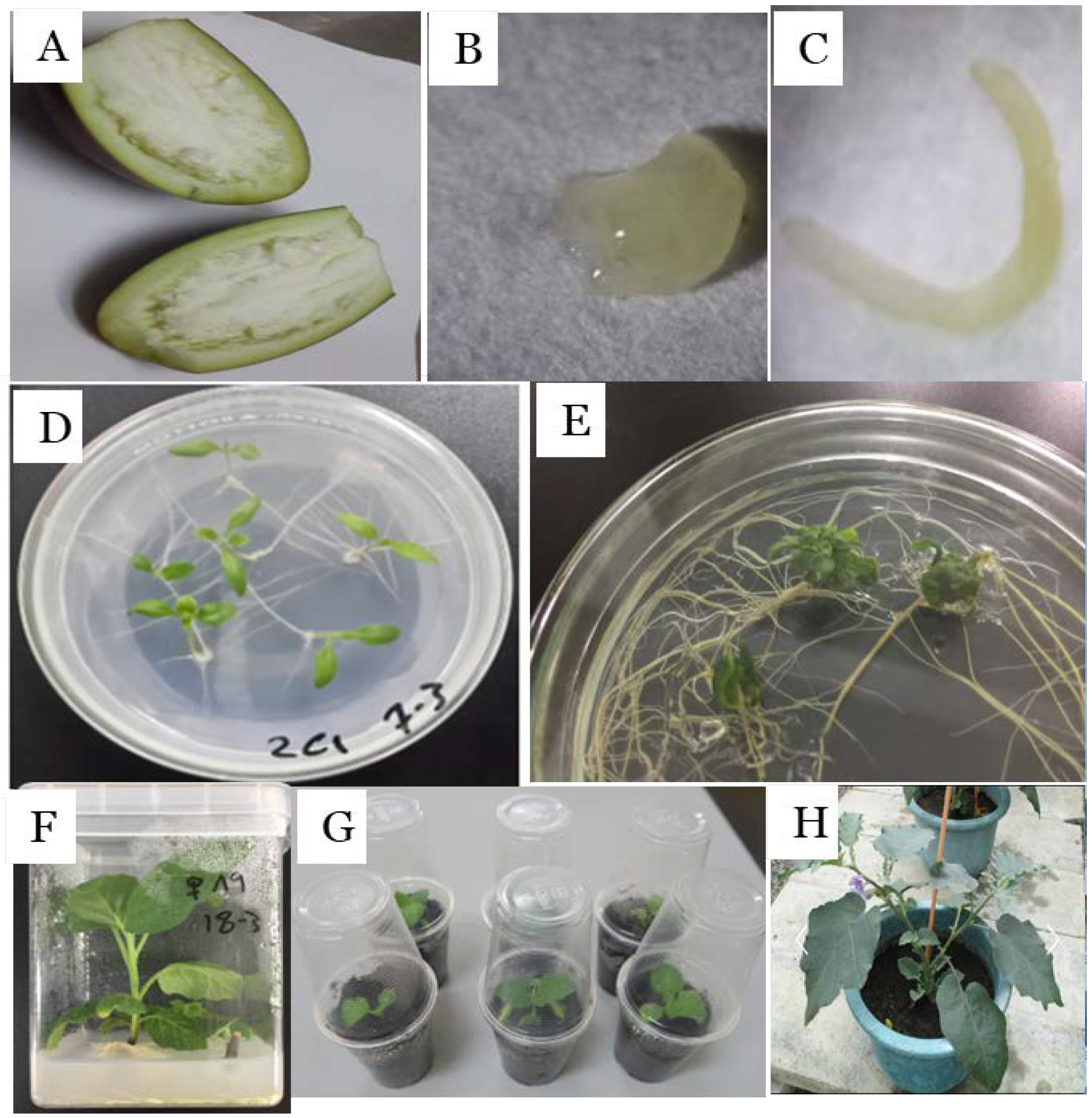 Plants 09 01405 g002 Plants 09 01405 g002