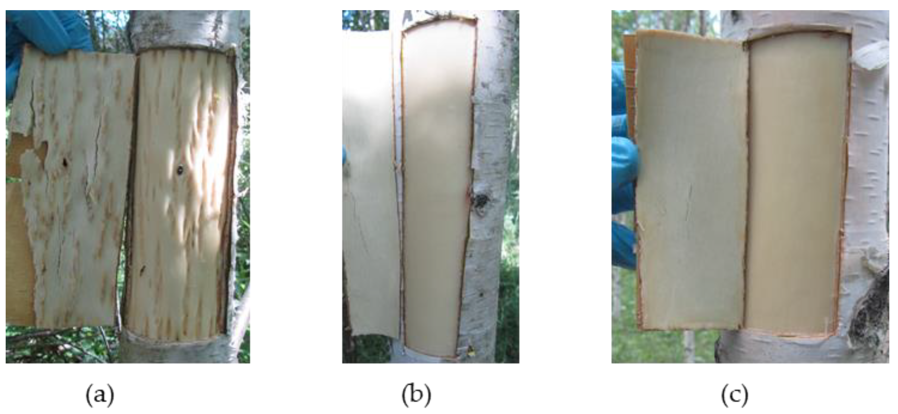 Plants 09 01406 g001