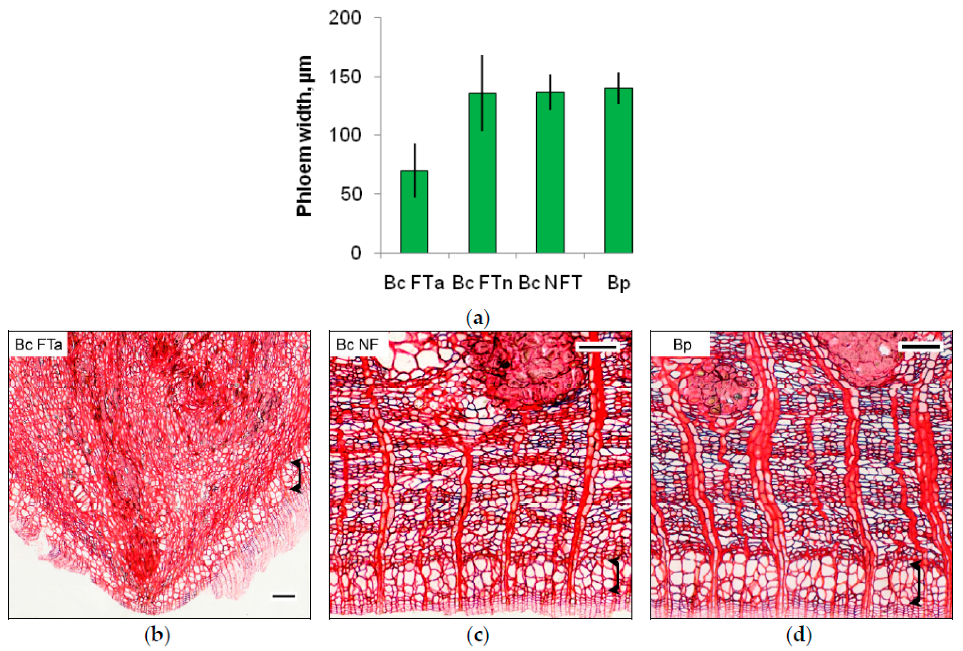 Plants 09 01406 g003