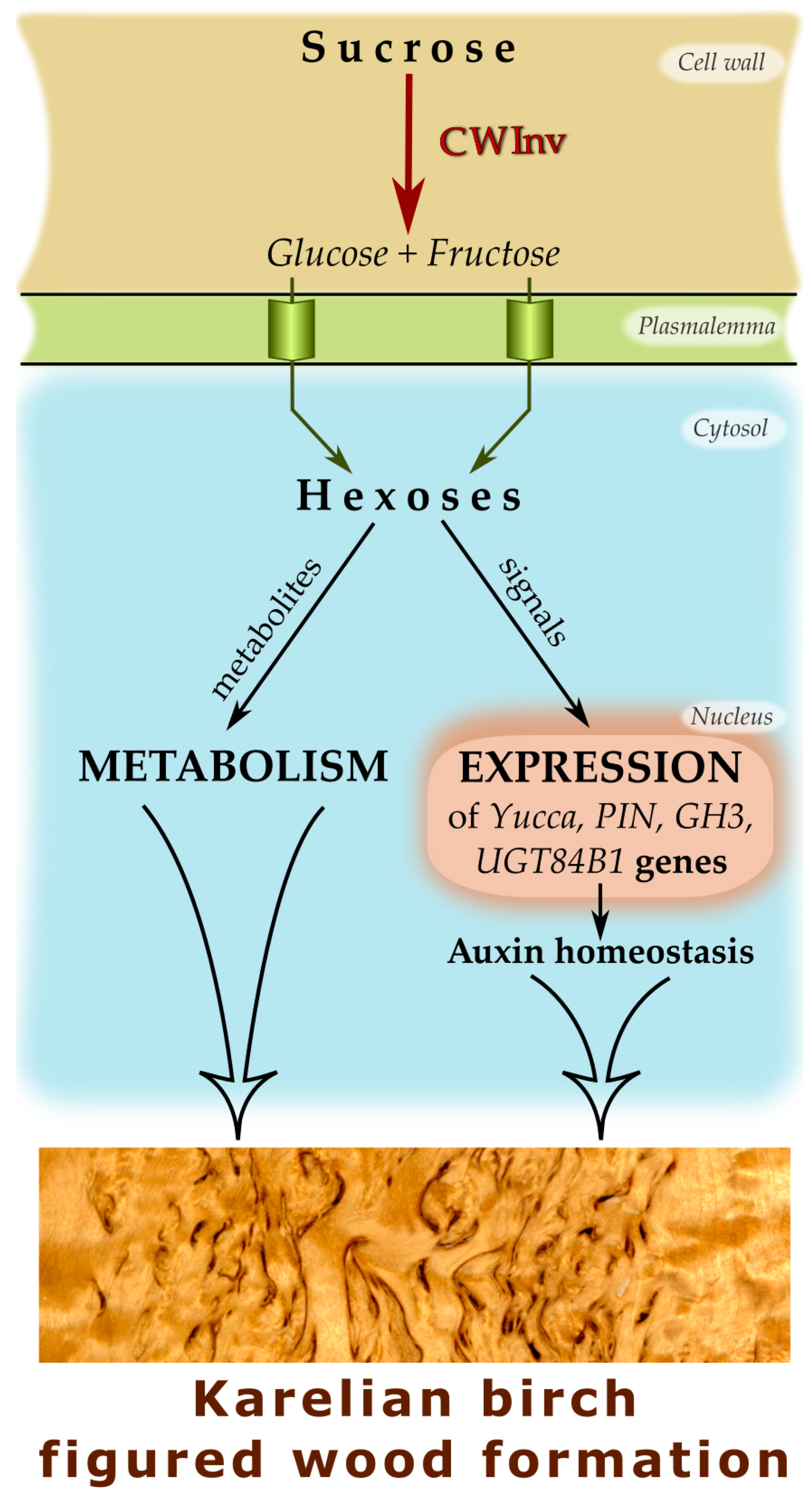 Plants 09 01406 g013