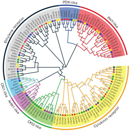 furuya Genome-Wide Characterization and Expression of Two-Component