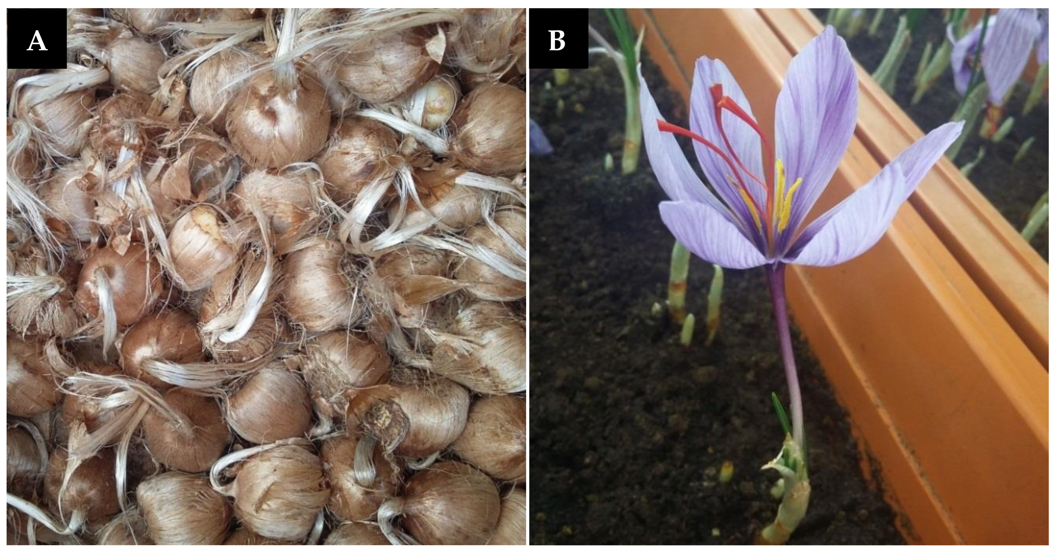 Plants 09 01414 g001