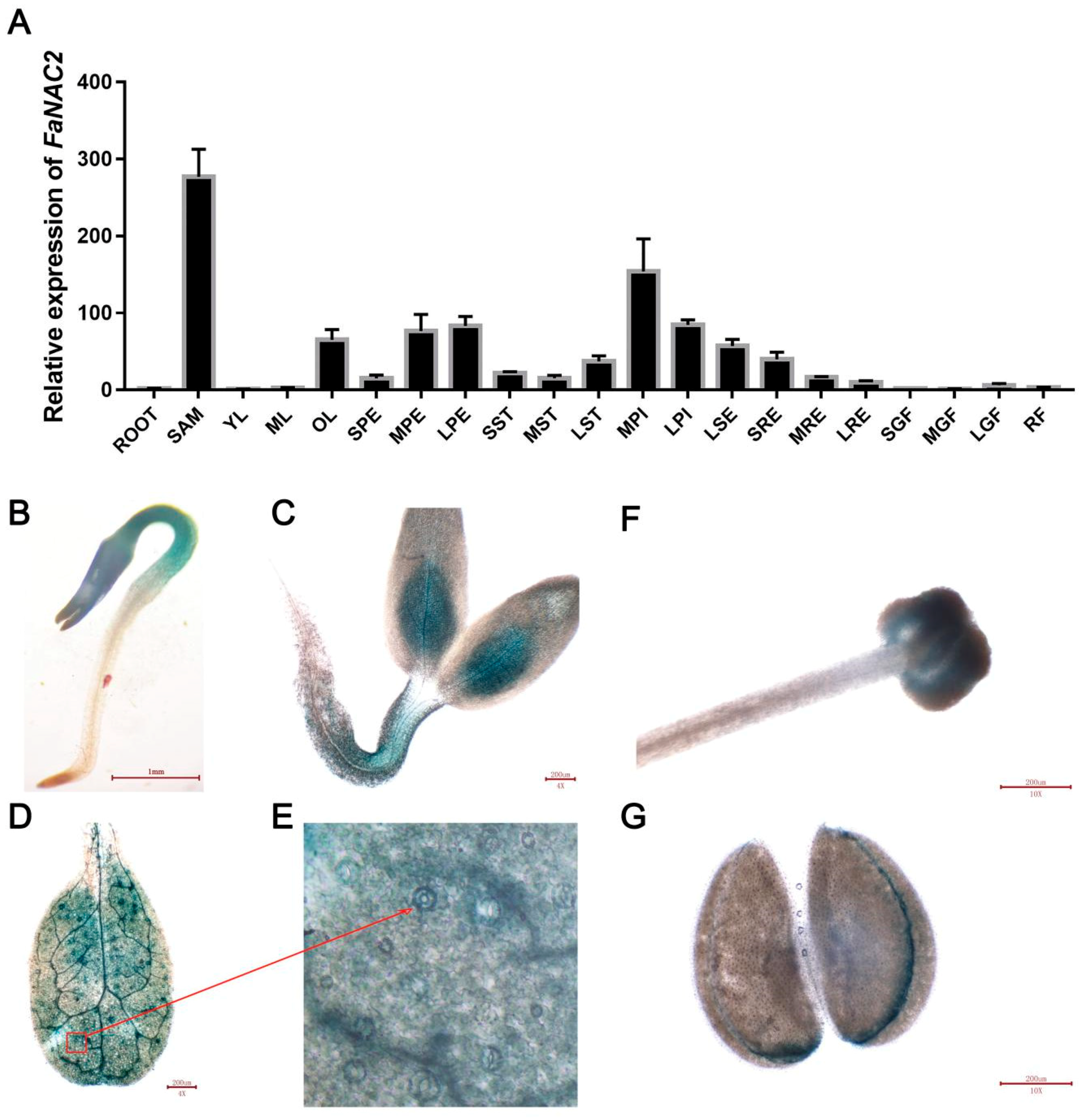 Plants 09 01417 g002