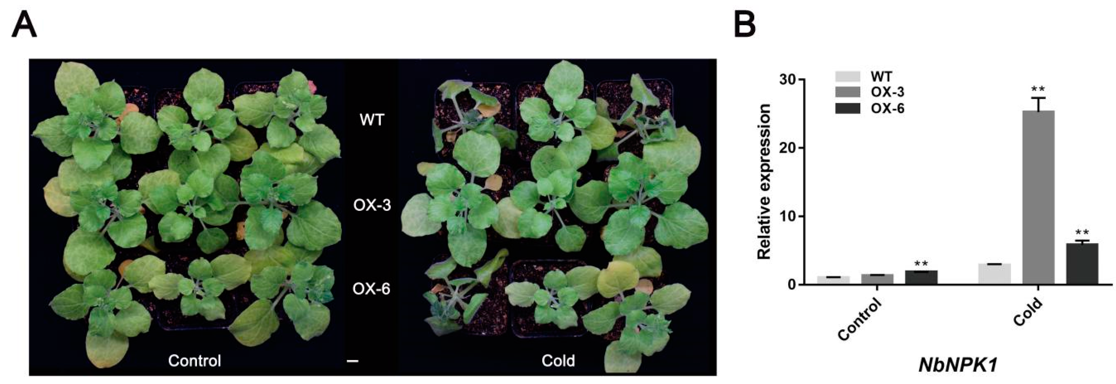 Plants 09 01417 g006