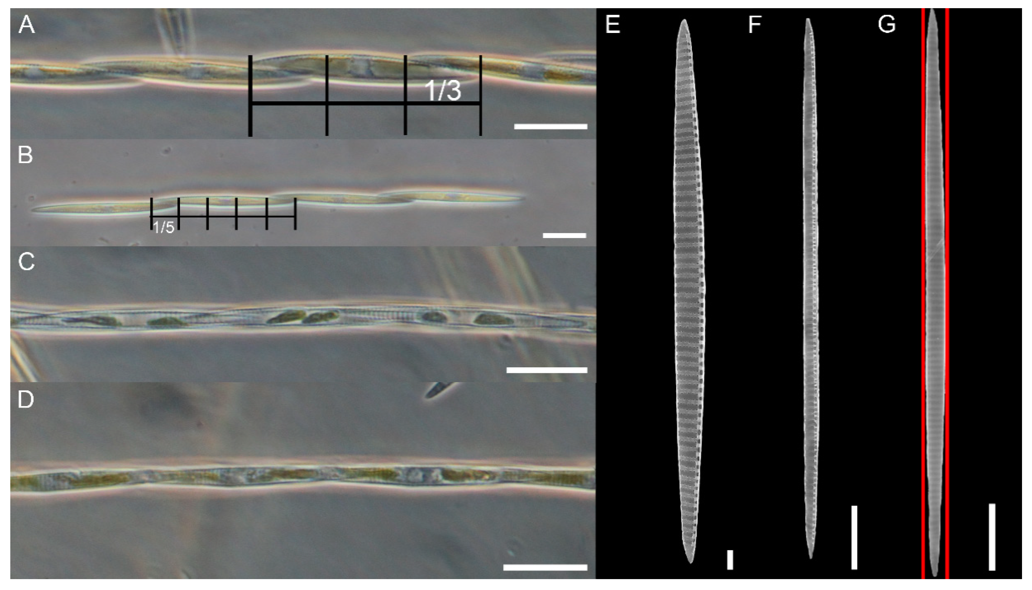 Plants 09 01420 g001