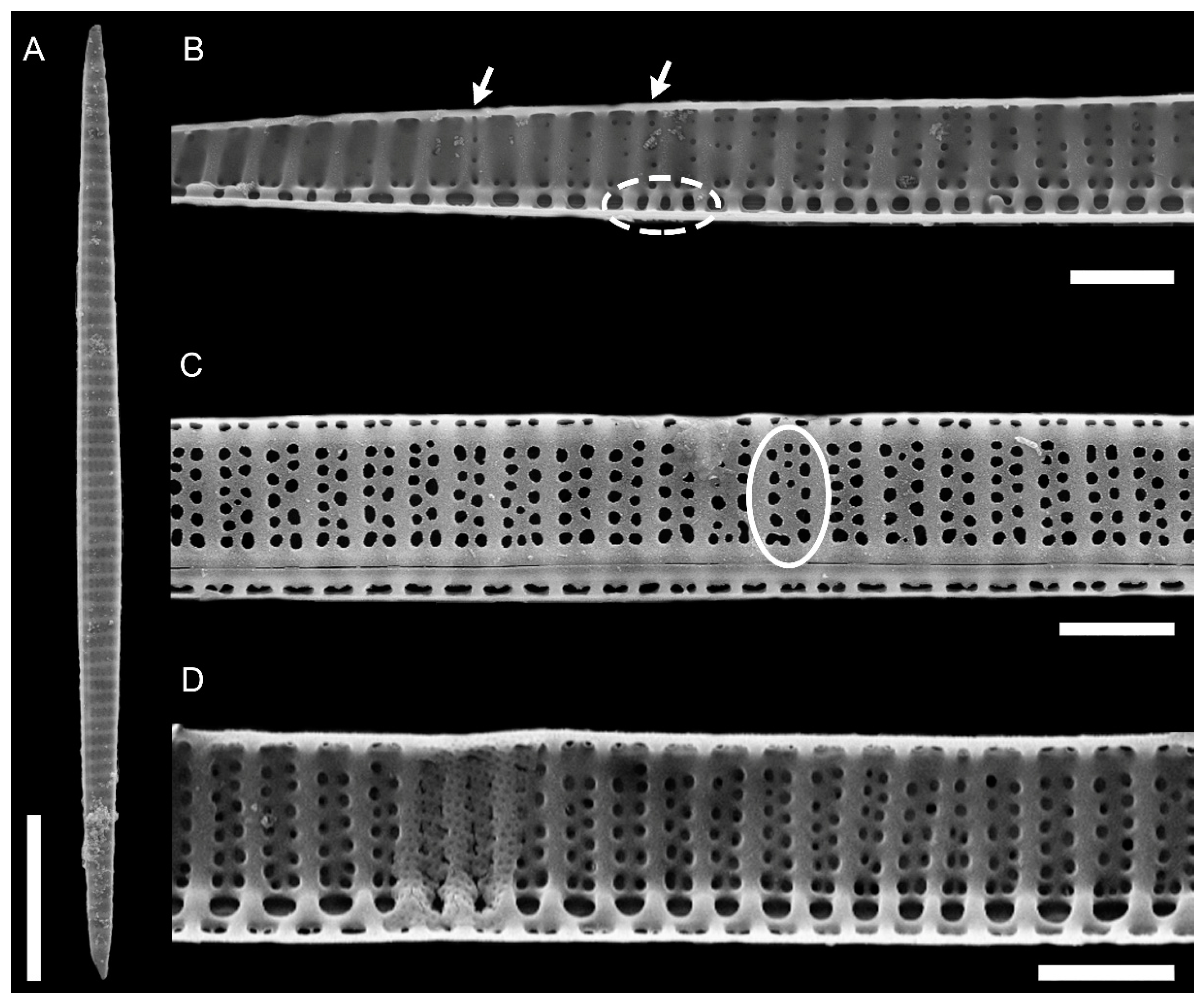 Plants 09 01420 g002