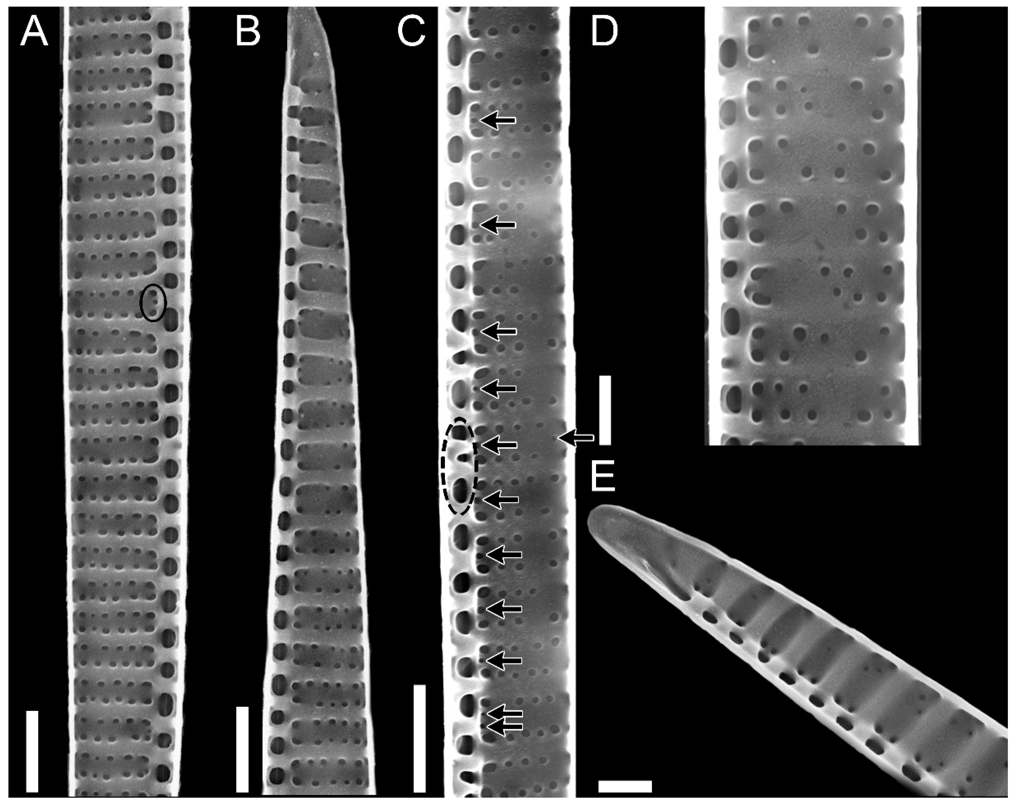 Plants 09 01420 g003