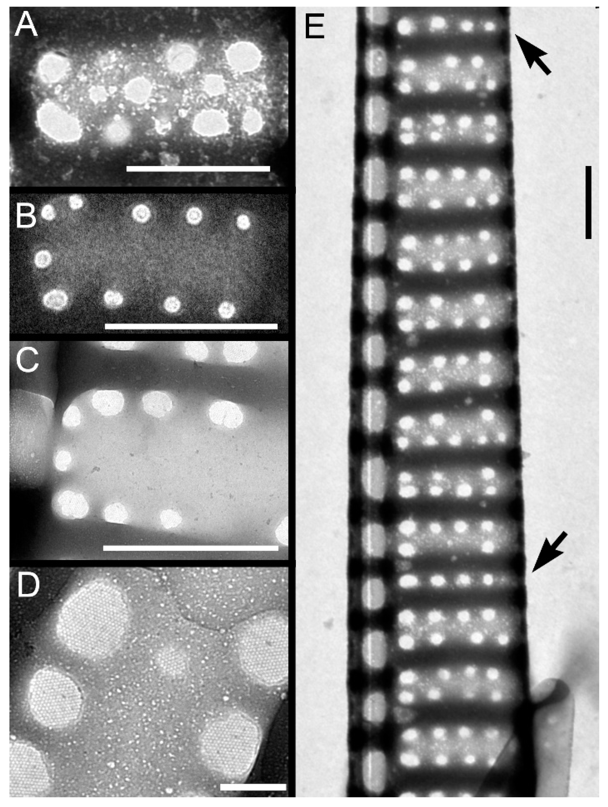 Plants 09 01420 g004