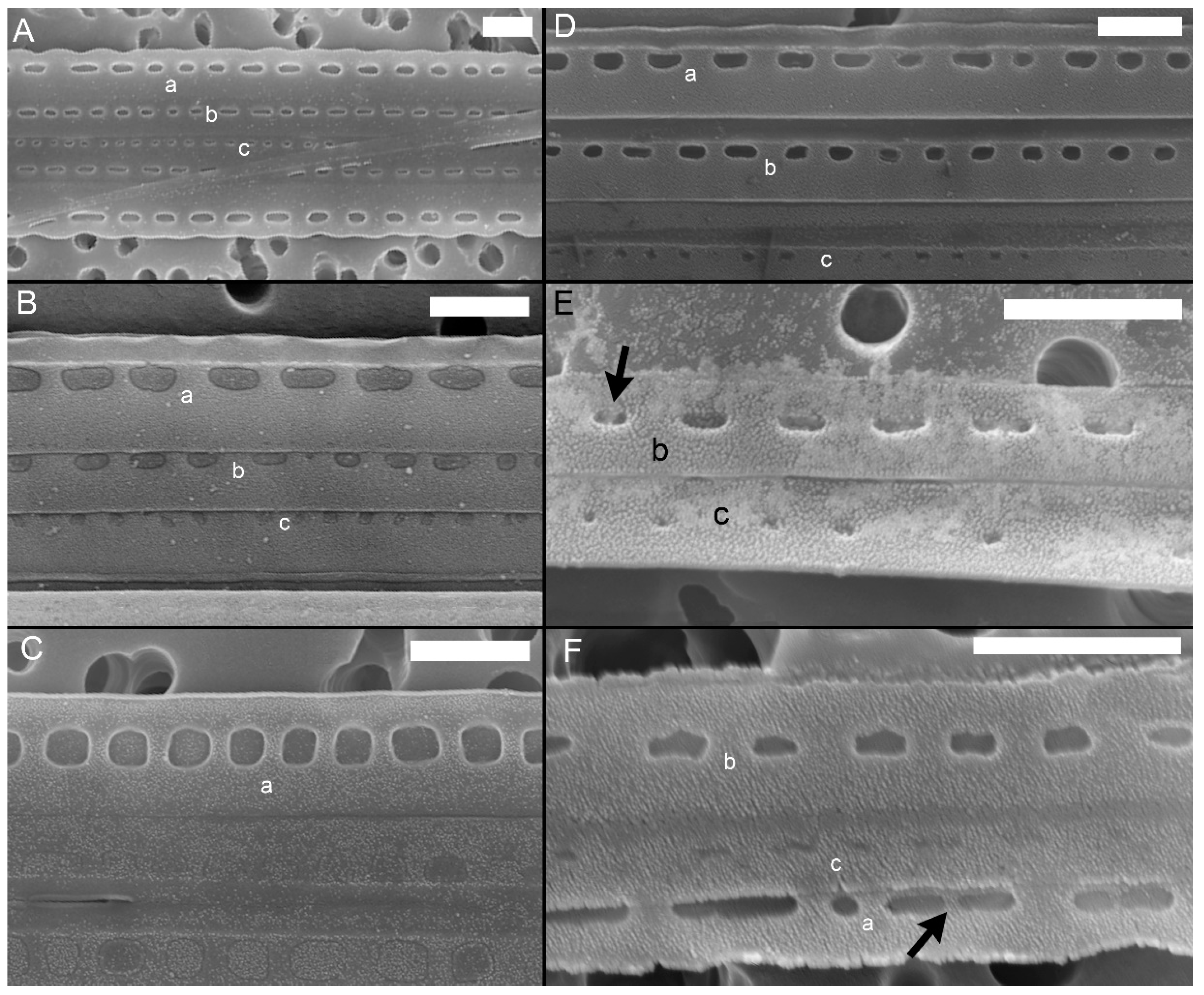 Plants 09 01420 g005