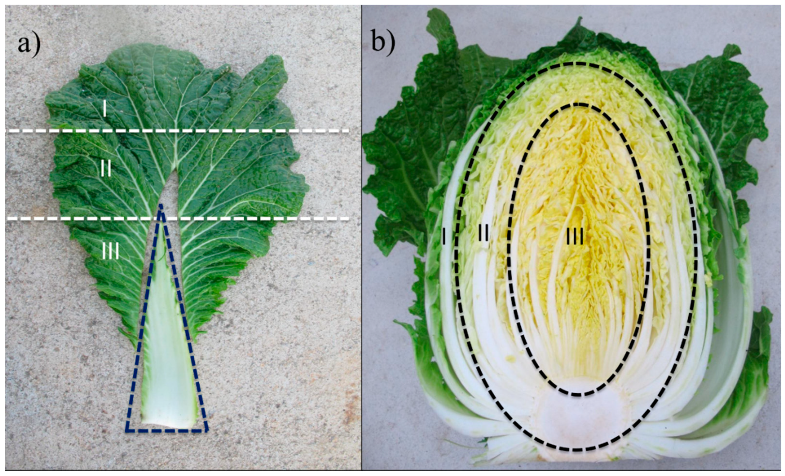 Brassica Chinensis Pdf