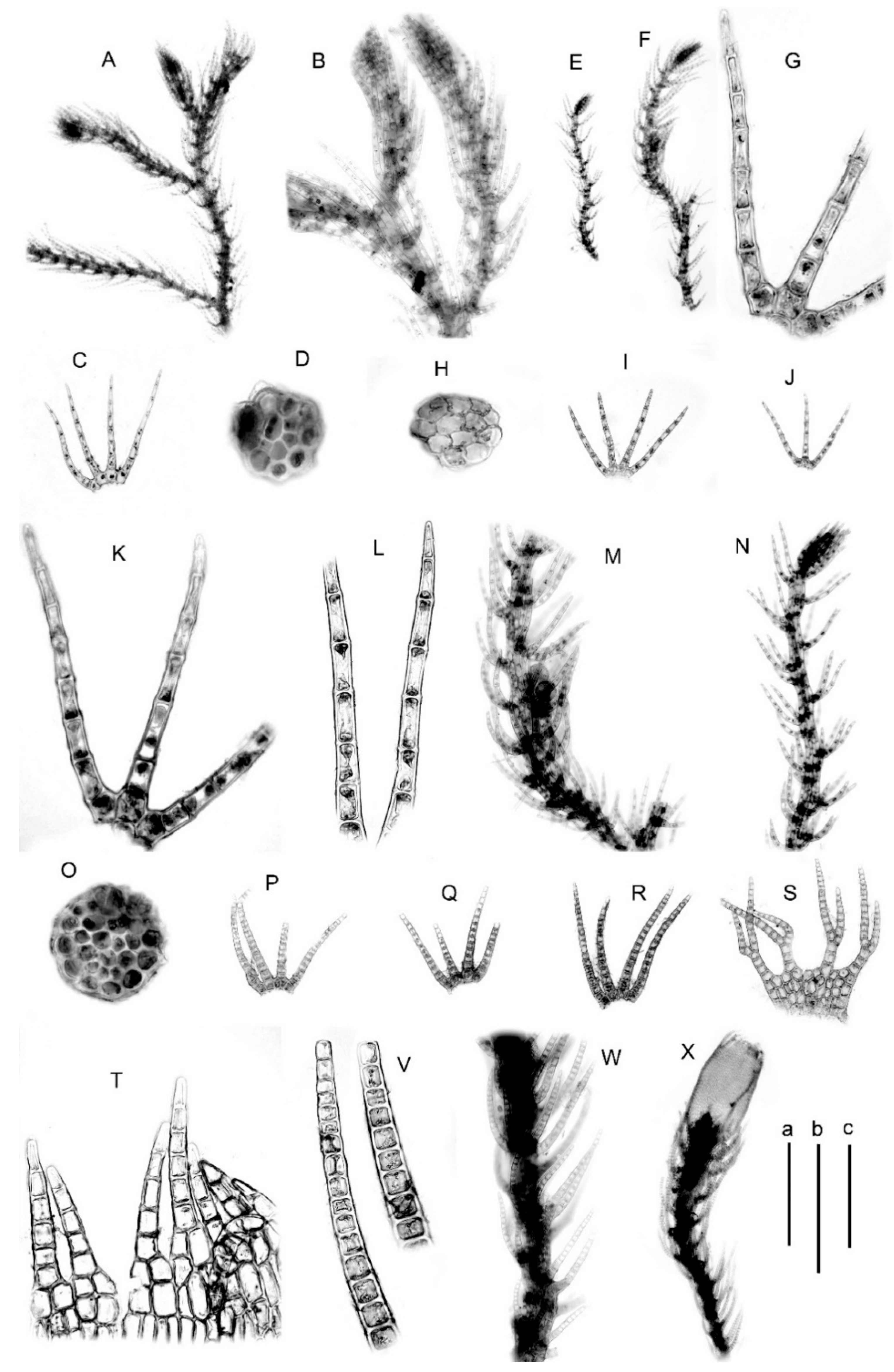 Plants Free Full Text Blepharostoma Trichophyllum S L Marchantiophyta The Complex Of Sibling Species And Hybrids Html Plants Free Full Text Blepharostoma Trichophyllum S L Marchantiophyta The Complex Of Sibling Species And Hybrids Html