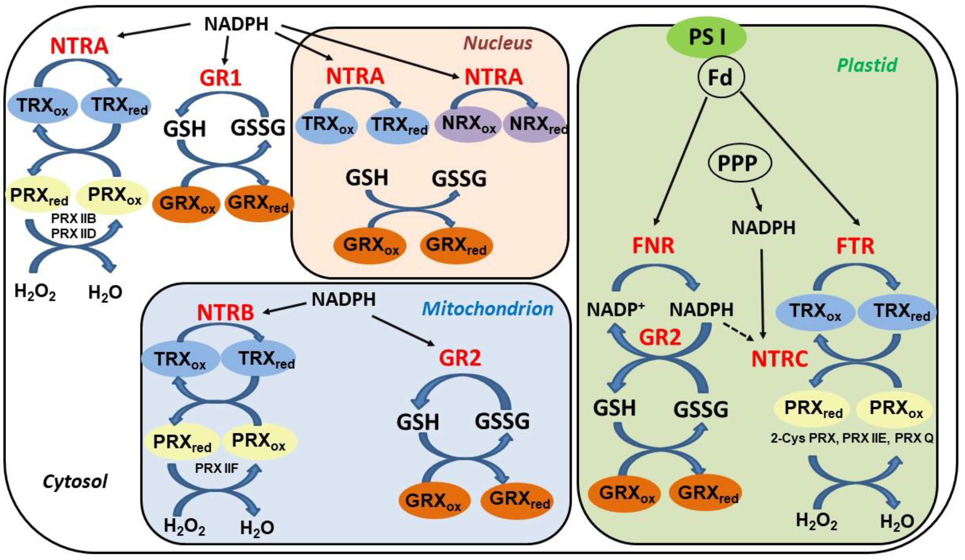 Plants 09 01426 g002 Plants 09 01426 g002