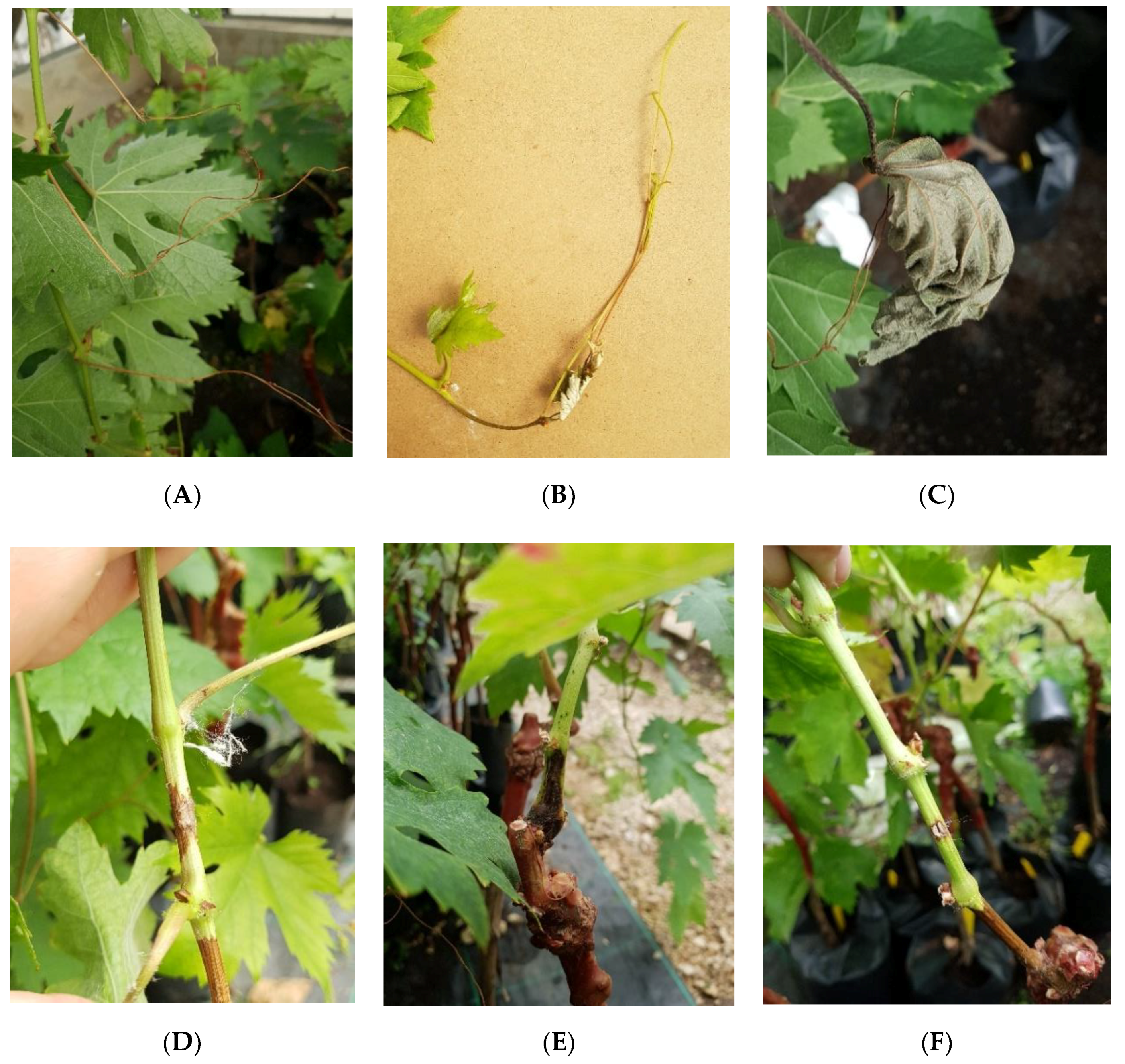 Plants 09 01427 g001