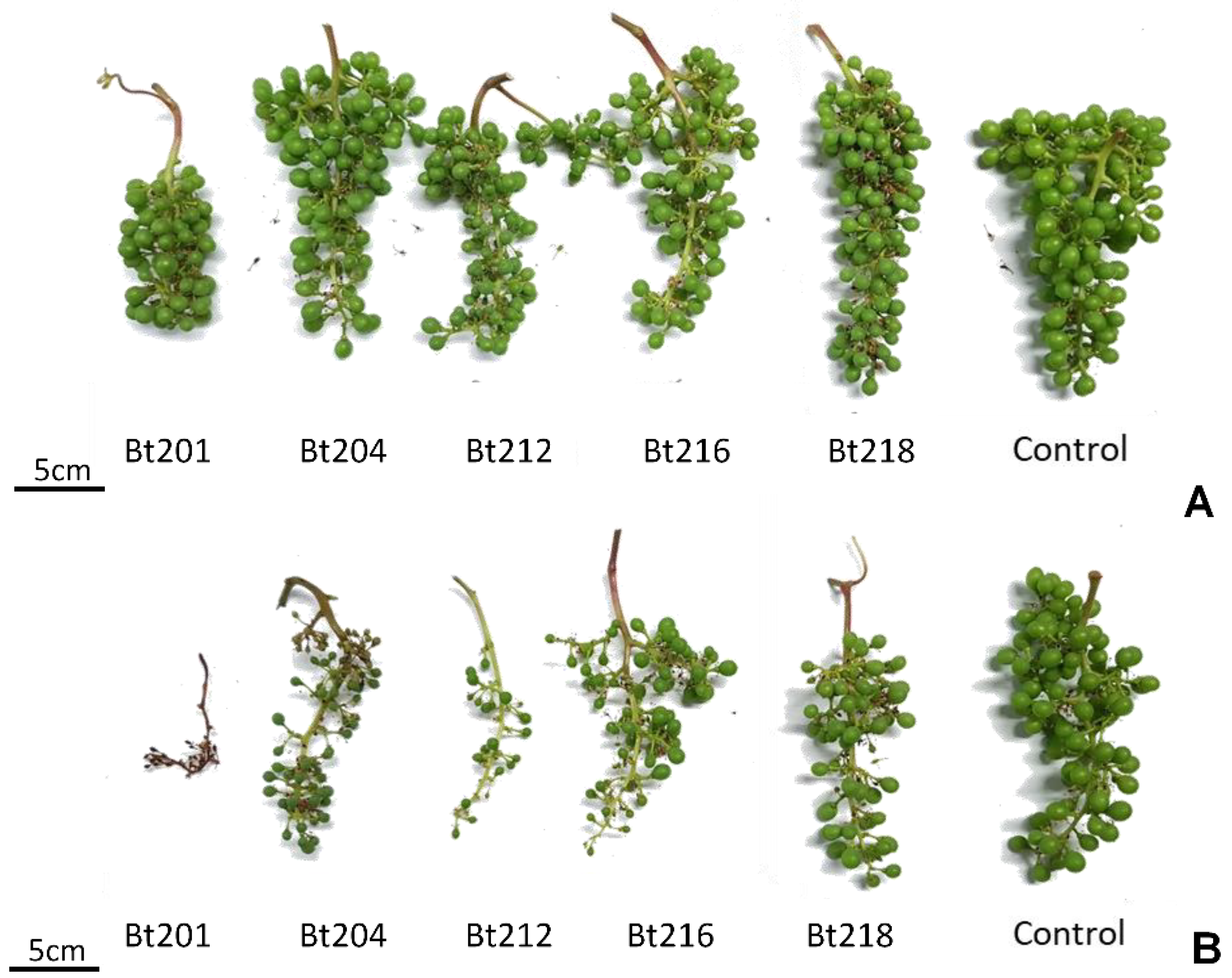 Plants 09 01427 g004