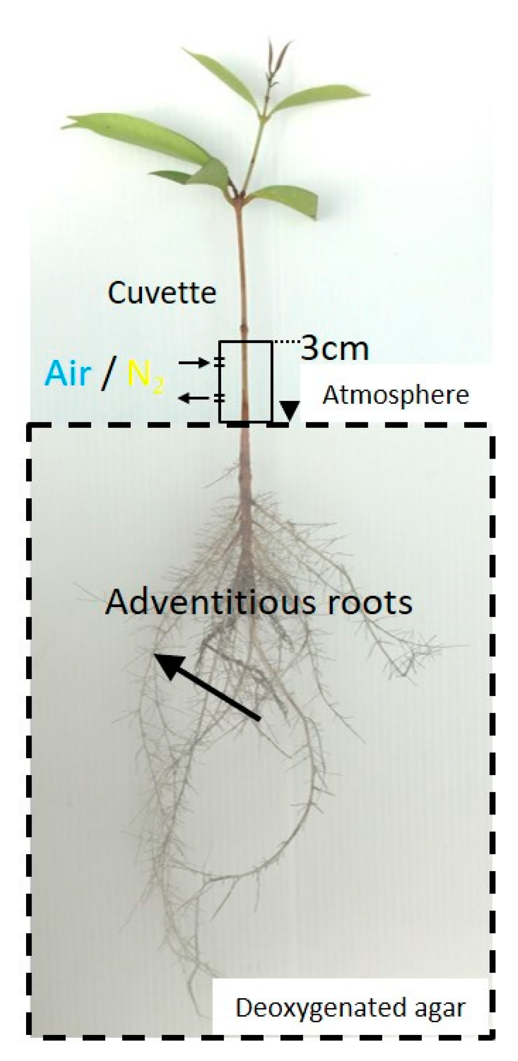 Plants 09 01433 g002