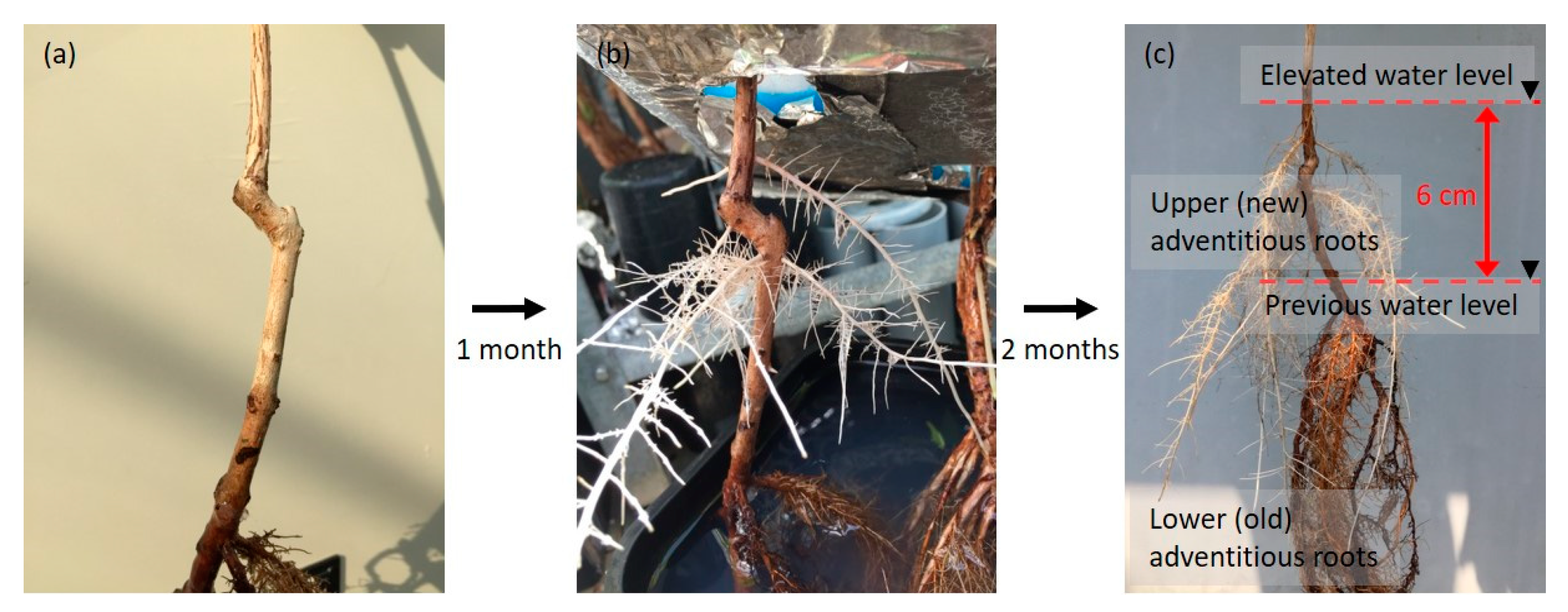 Plants 09 01433 g008