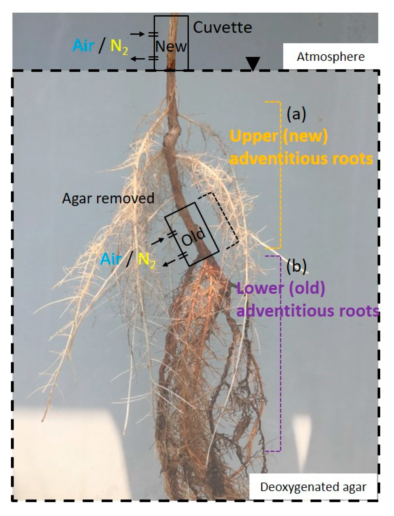 Plants 09 01433 g009