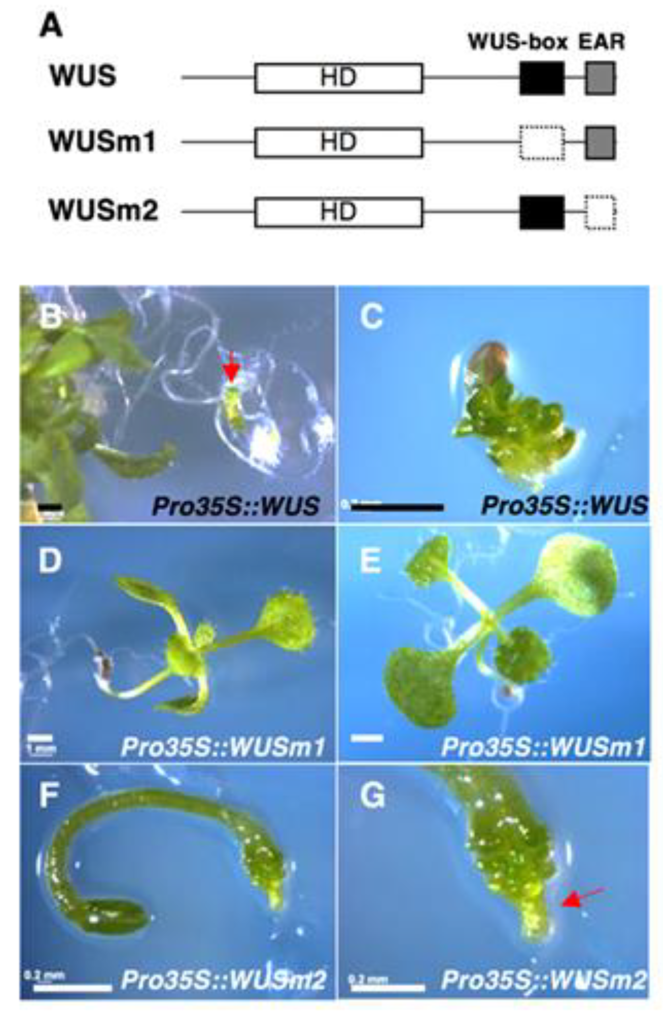 Plants 09 01434 g001