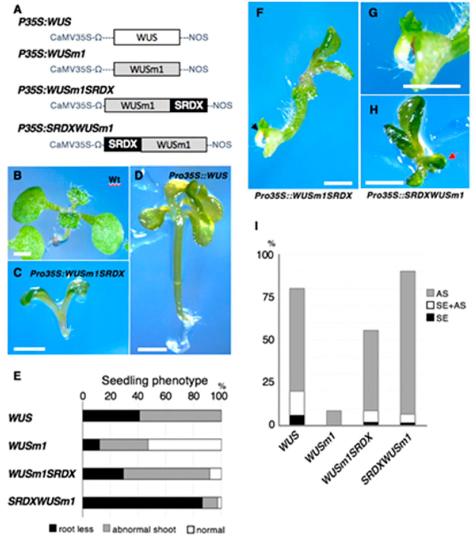 Plants 09 01434 g002