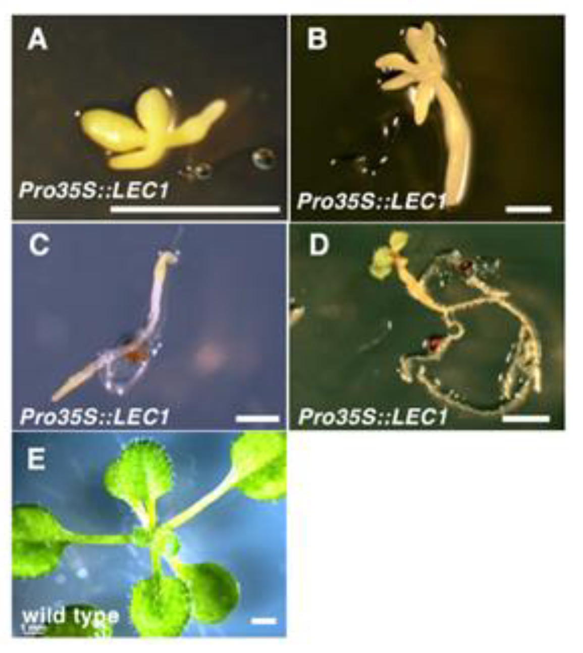 Plants 09 01434 g003