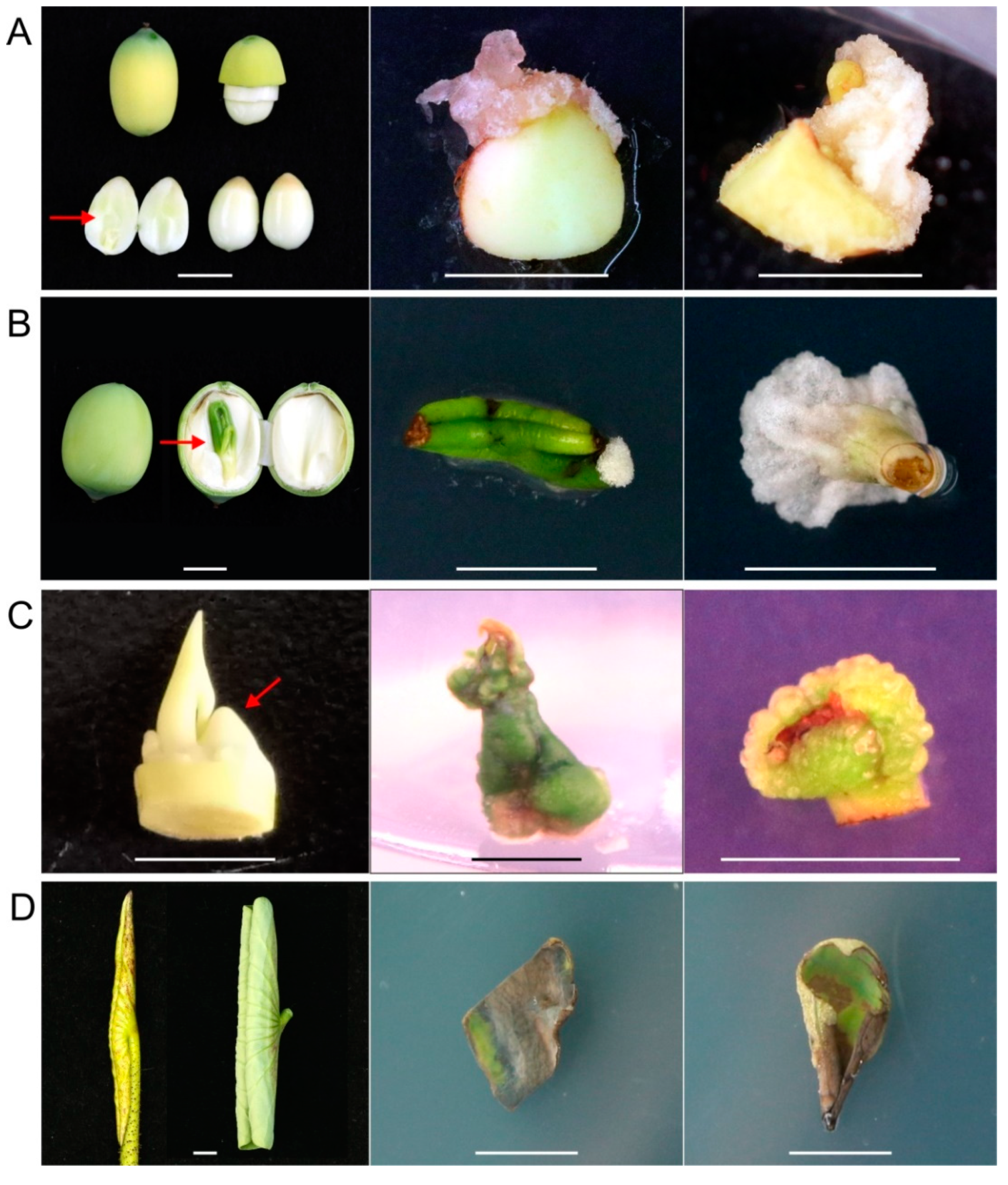 Plants 09 01436 g001