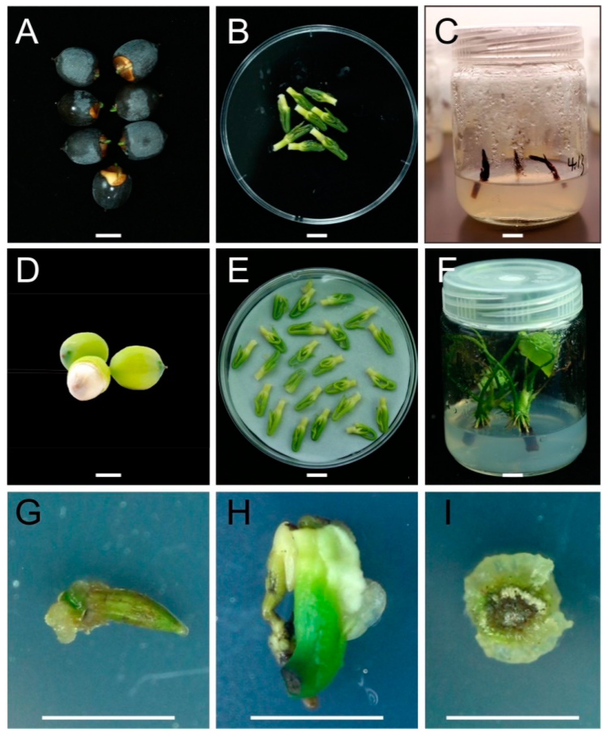 Plants 09 01436 g004