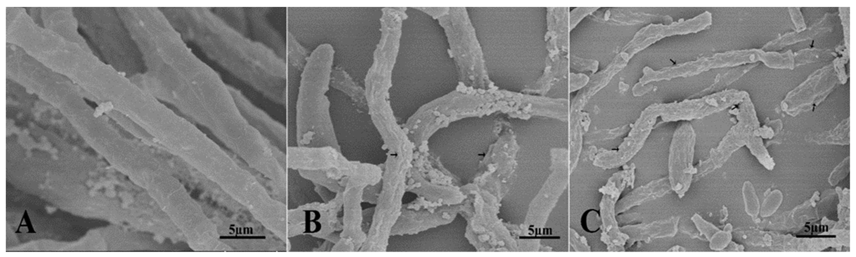 Plants 09 01438 g007 Plants 09 01438 g007