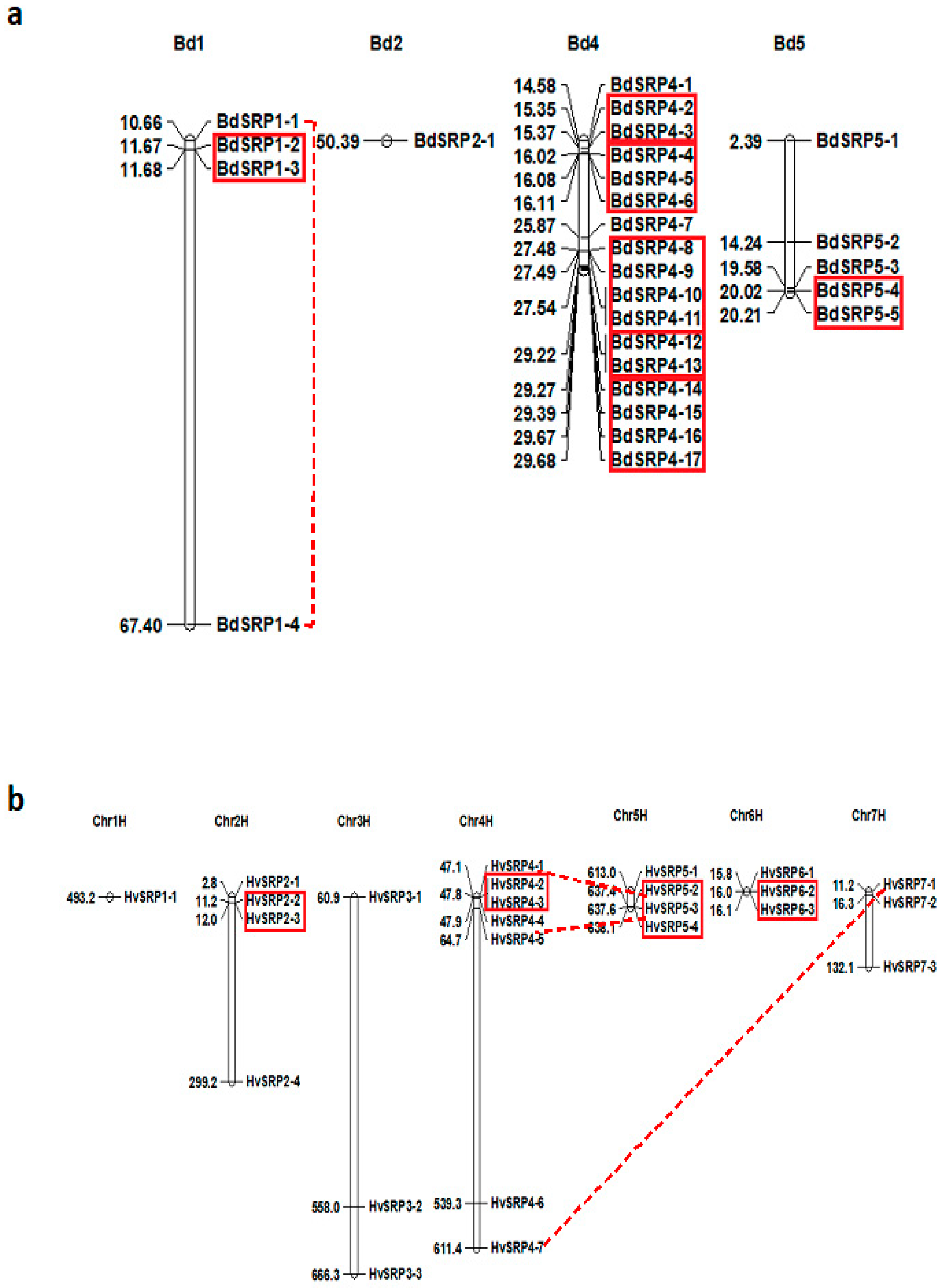 Genome Wide Identification and Comparative Analysis of the Serpin Gene Family in Brachypodium and Barley Genome Wide Identification and Comparative Analysis of the Serpin Gene Family in Brachypodium and Barley