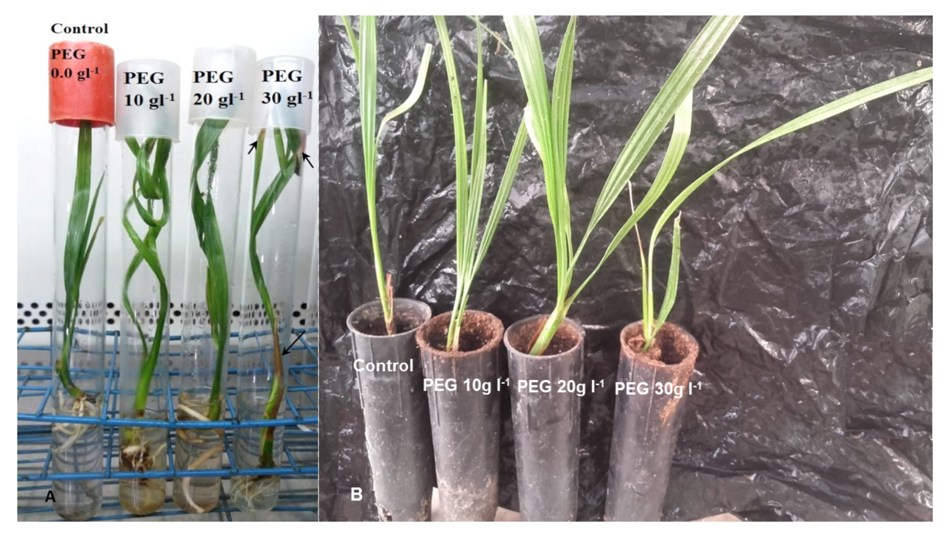 Plants 09 01440 g004