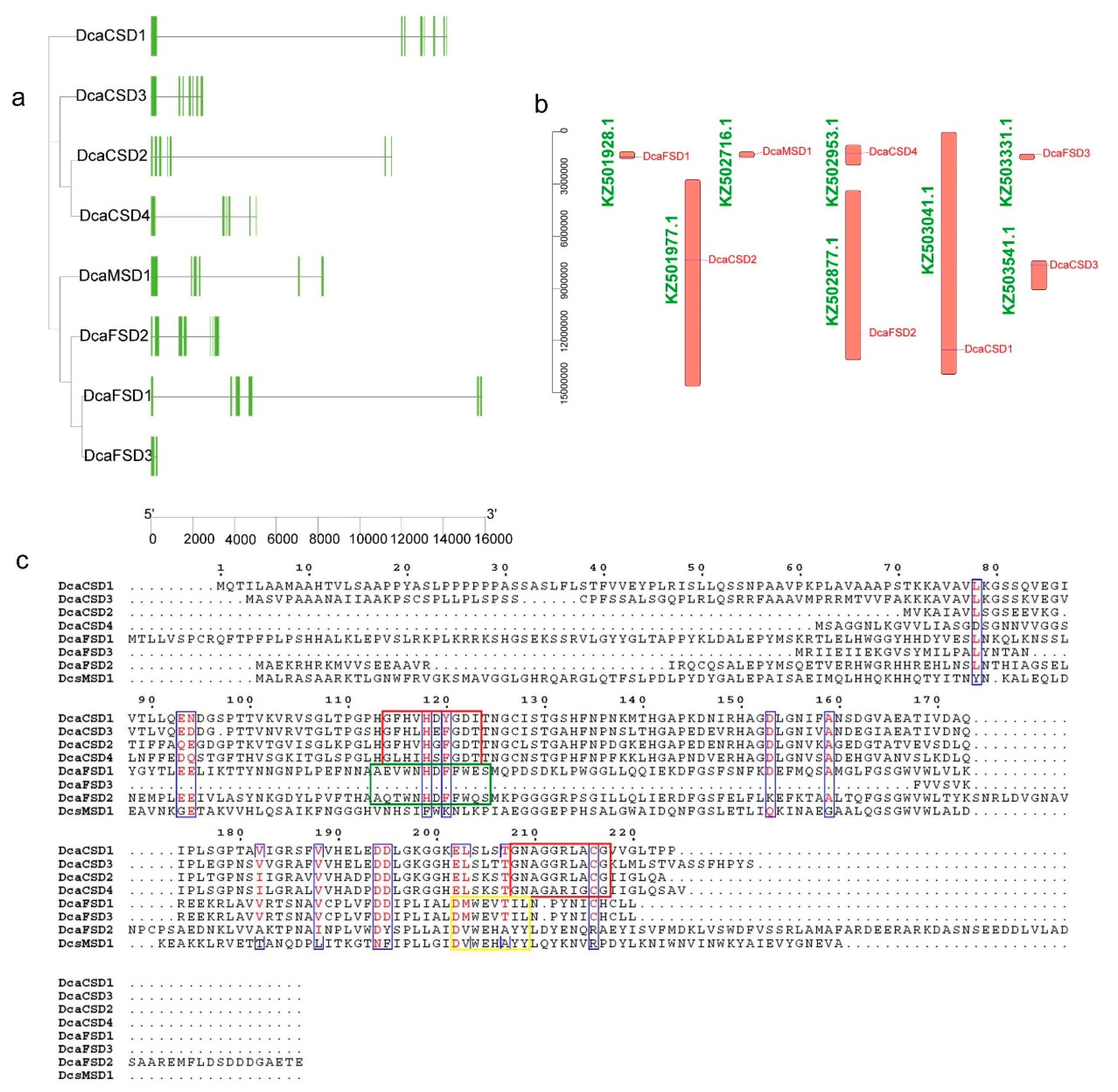 Insights into the Superoxide Dismutase Gene Family and Its
