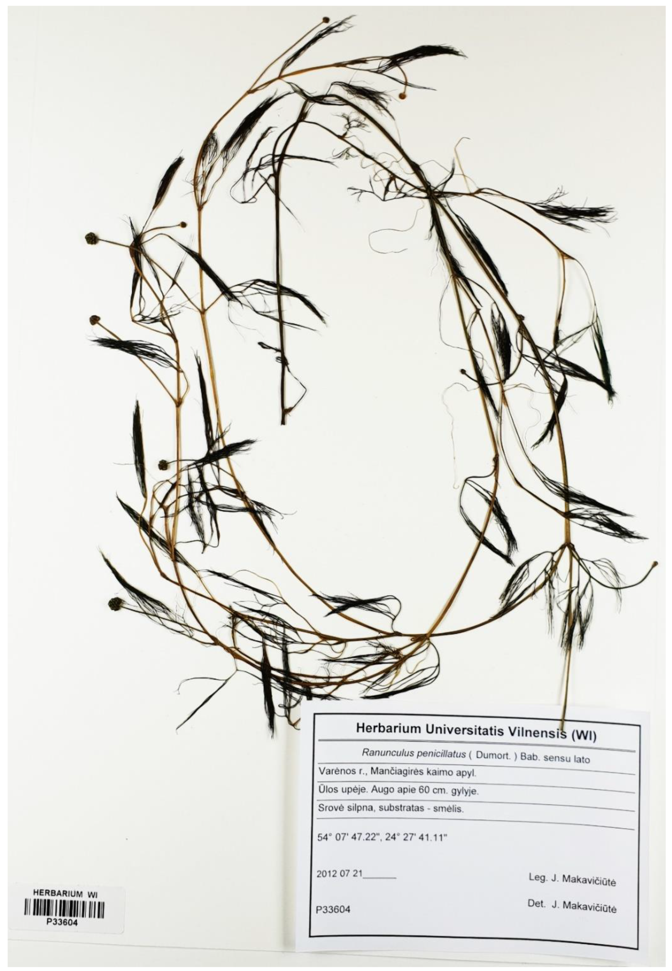 Plants 09 01455 g003