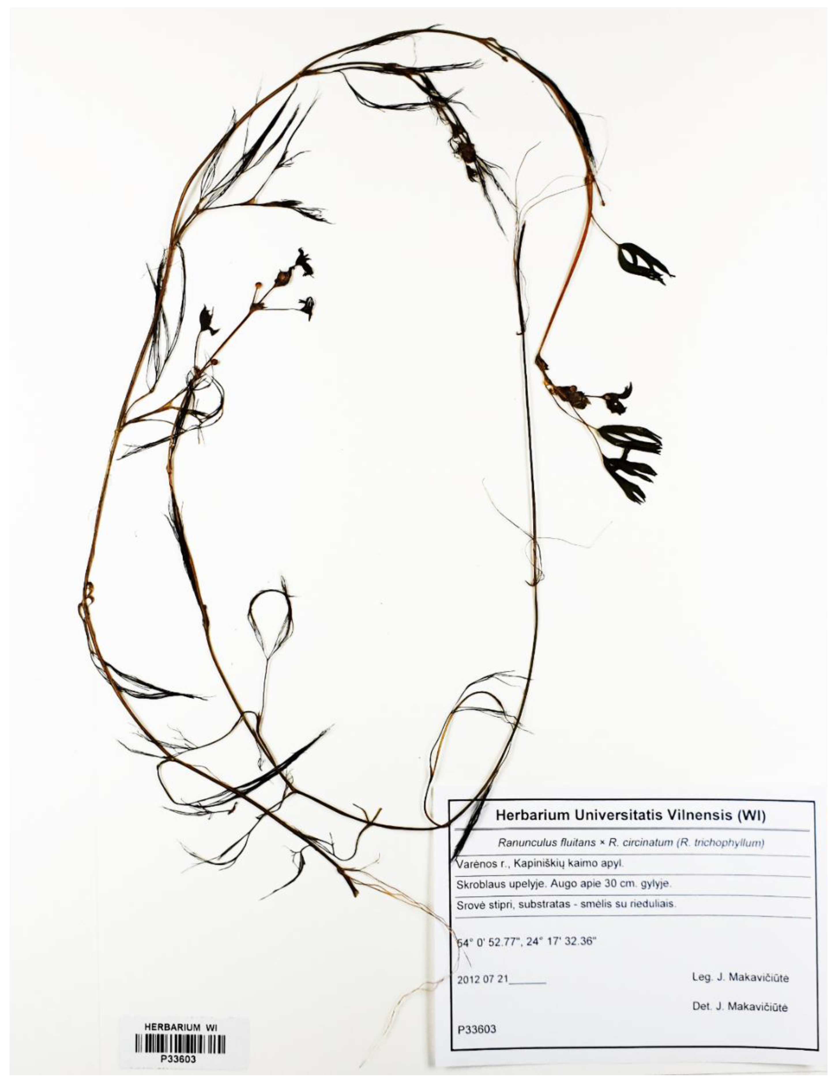 Plants 09 01455 g005