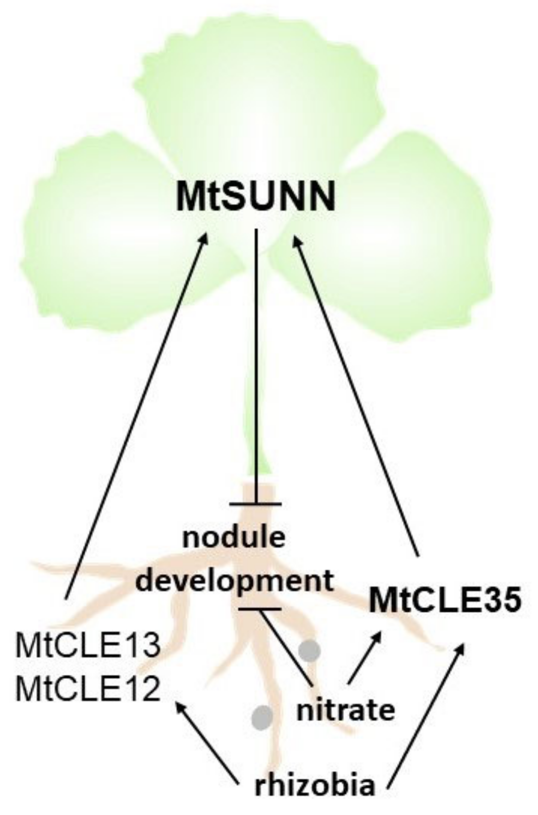 Plants 09 01456 g007 Plants 09 01456 g007
