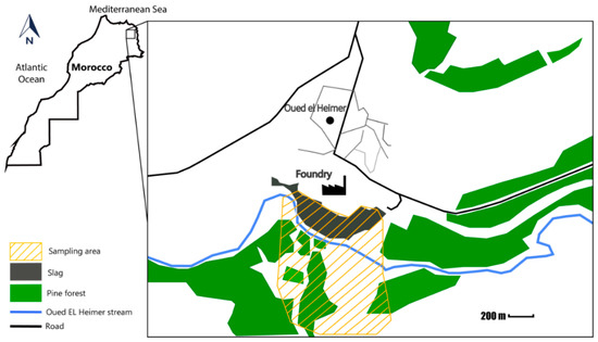 Plants Free Full Text Screening Of Native Plants Growing On A Pb Zn Mining Area In Eastern Morocco Perspectives For Phytoremediation Html