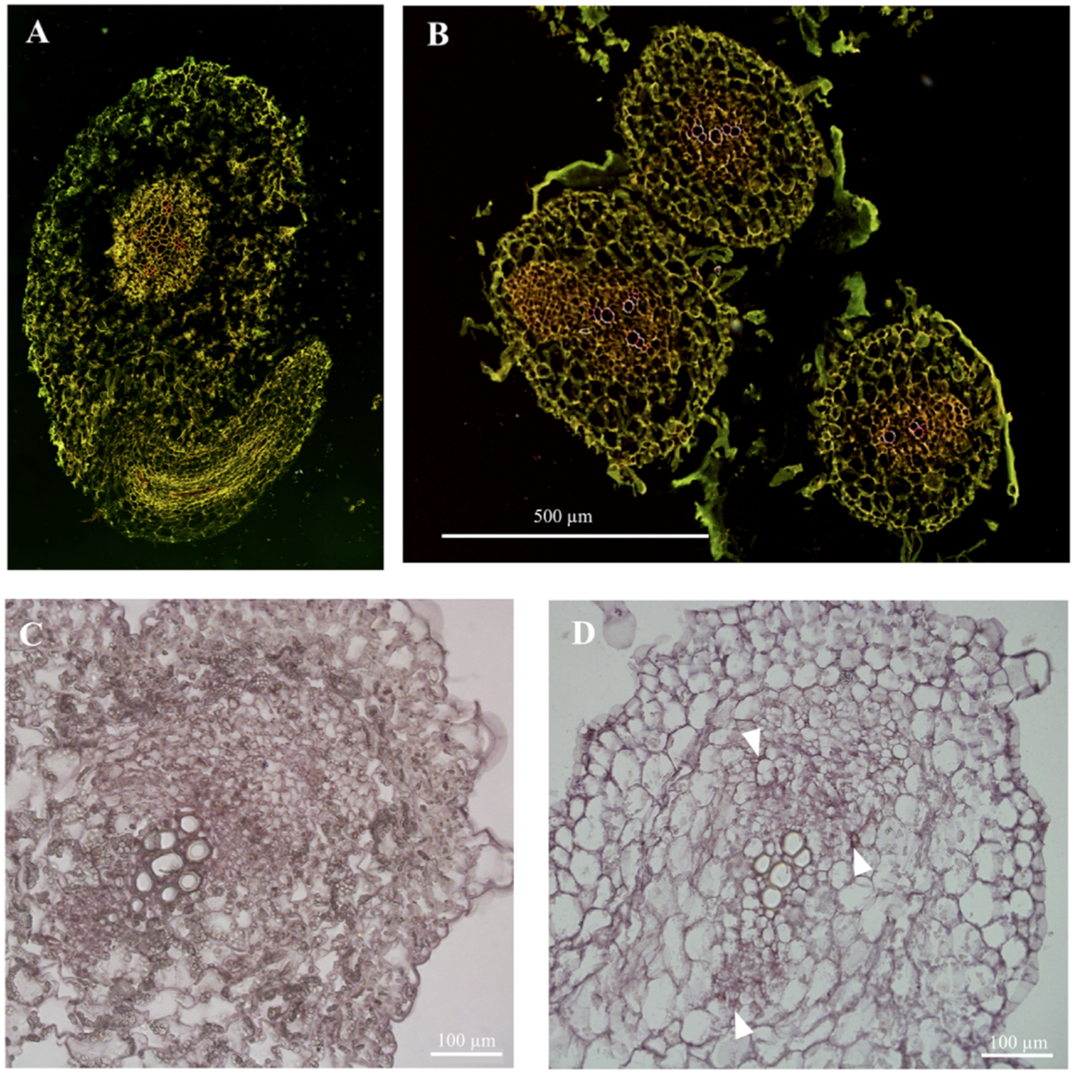 Plants 09 01461 g001