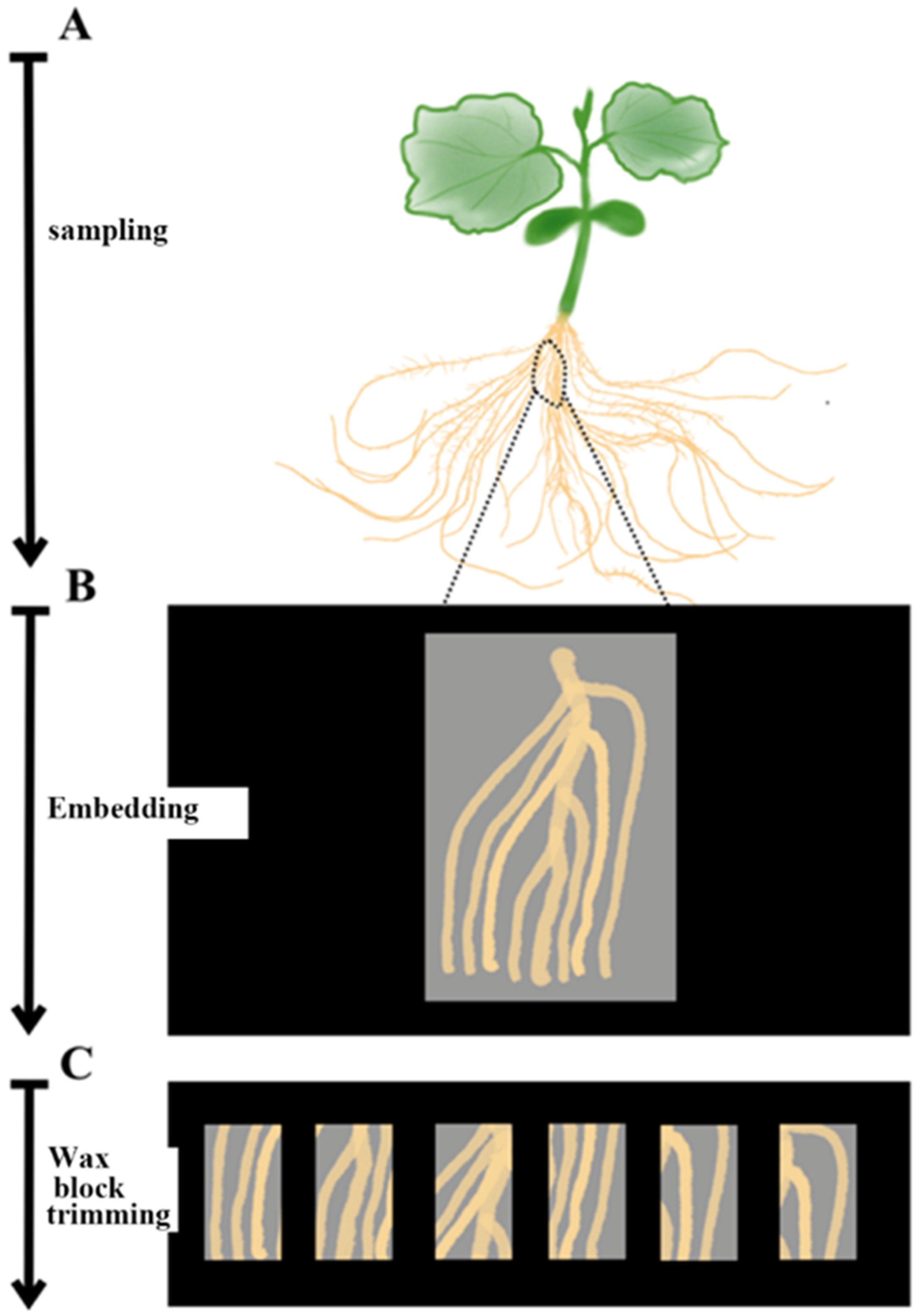 Plants 09 01461 g003