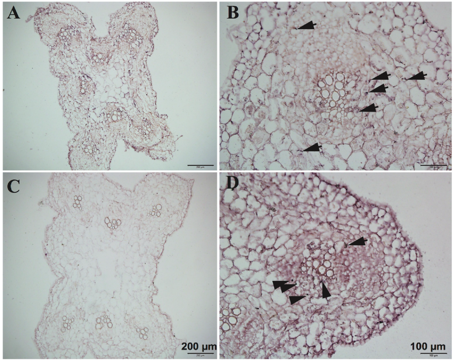Plants 09 01461 g008