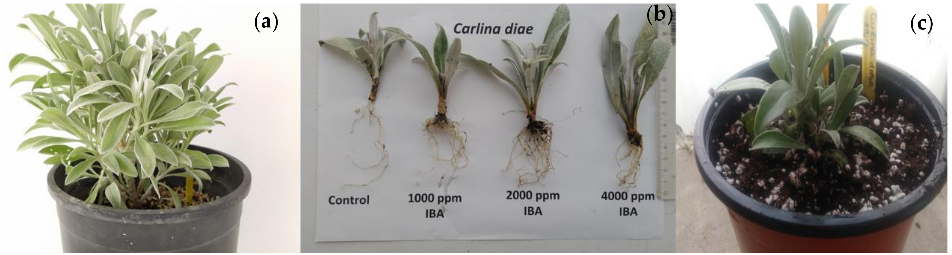 Plants 09 01465 g003 Plants 09 01465 g003