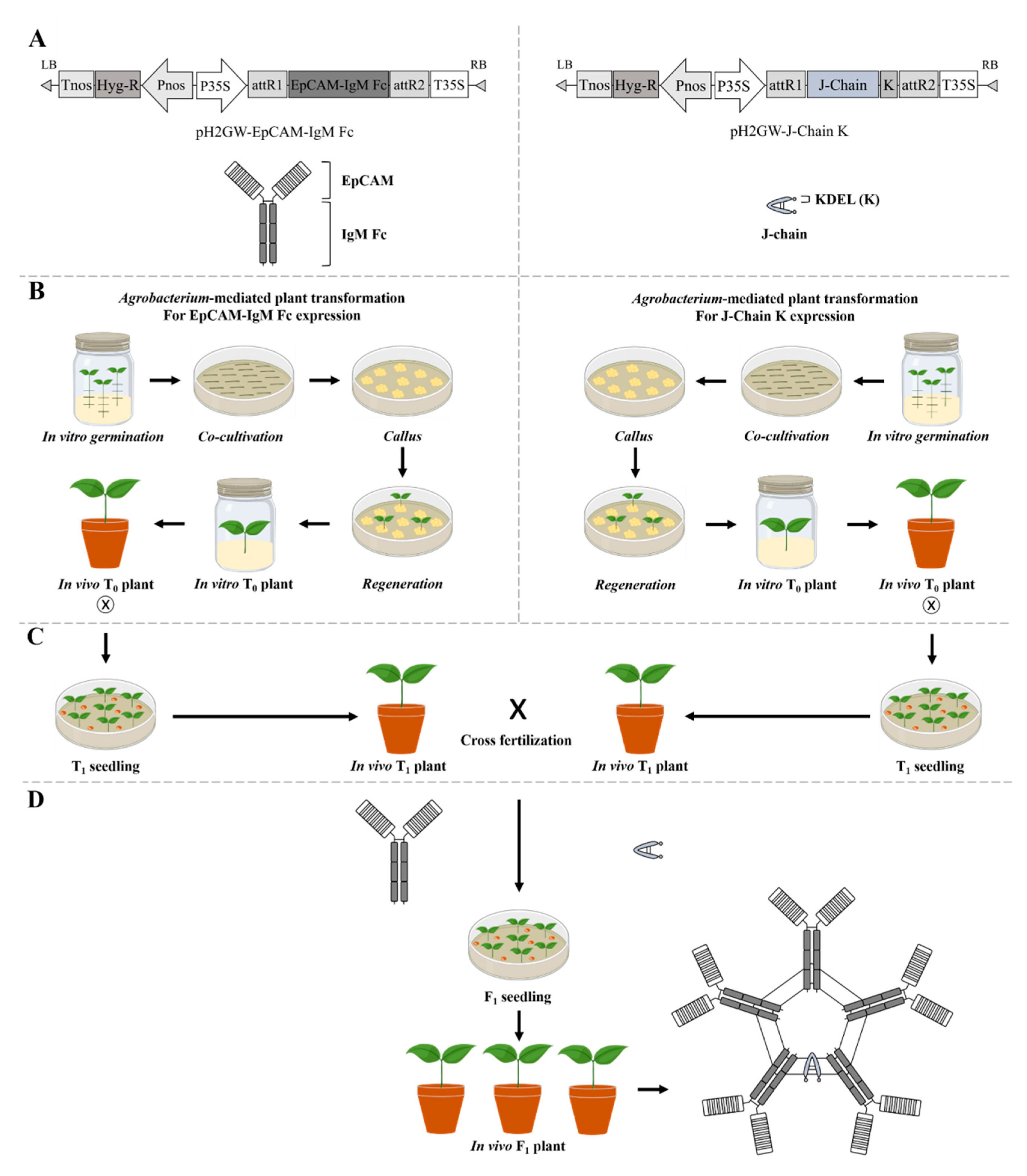 Plants 09 01466 g001