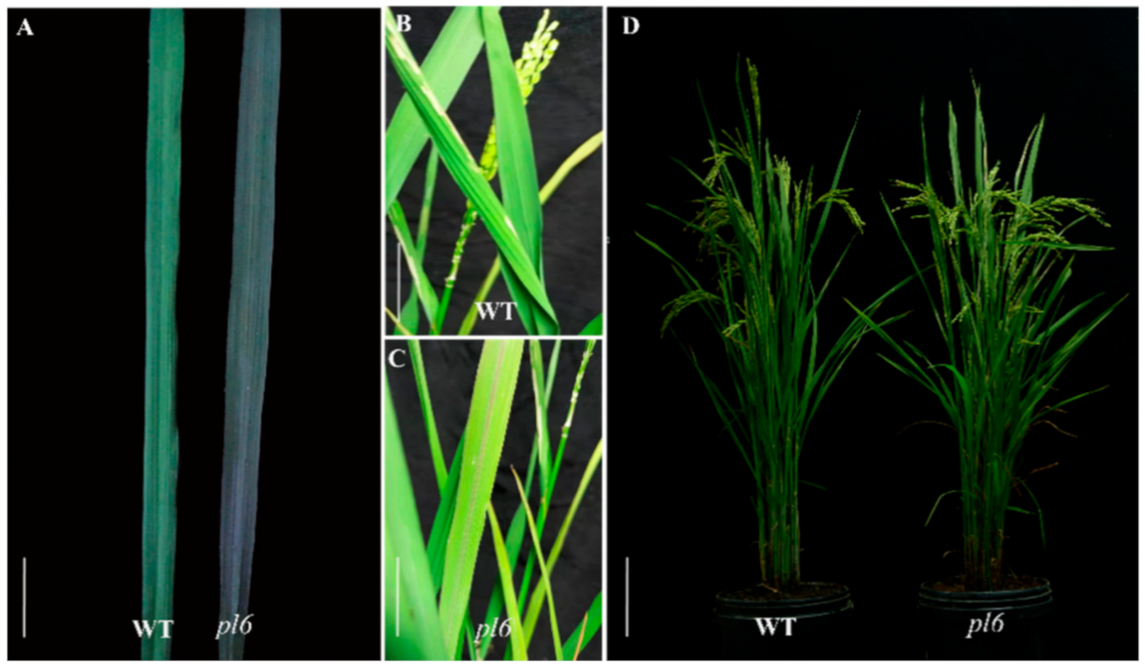 Plants 09 01477 g001 Plants 09 01477 g001