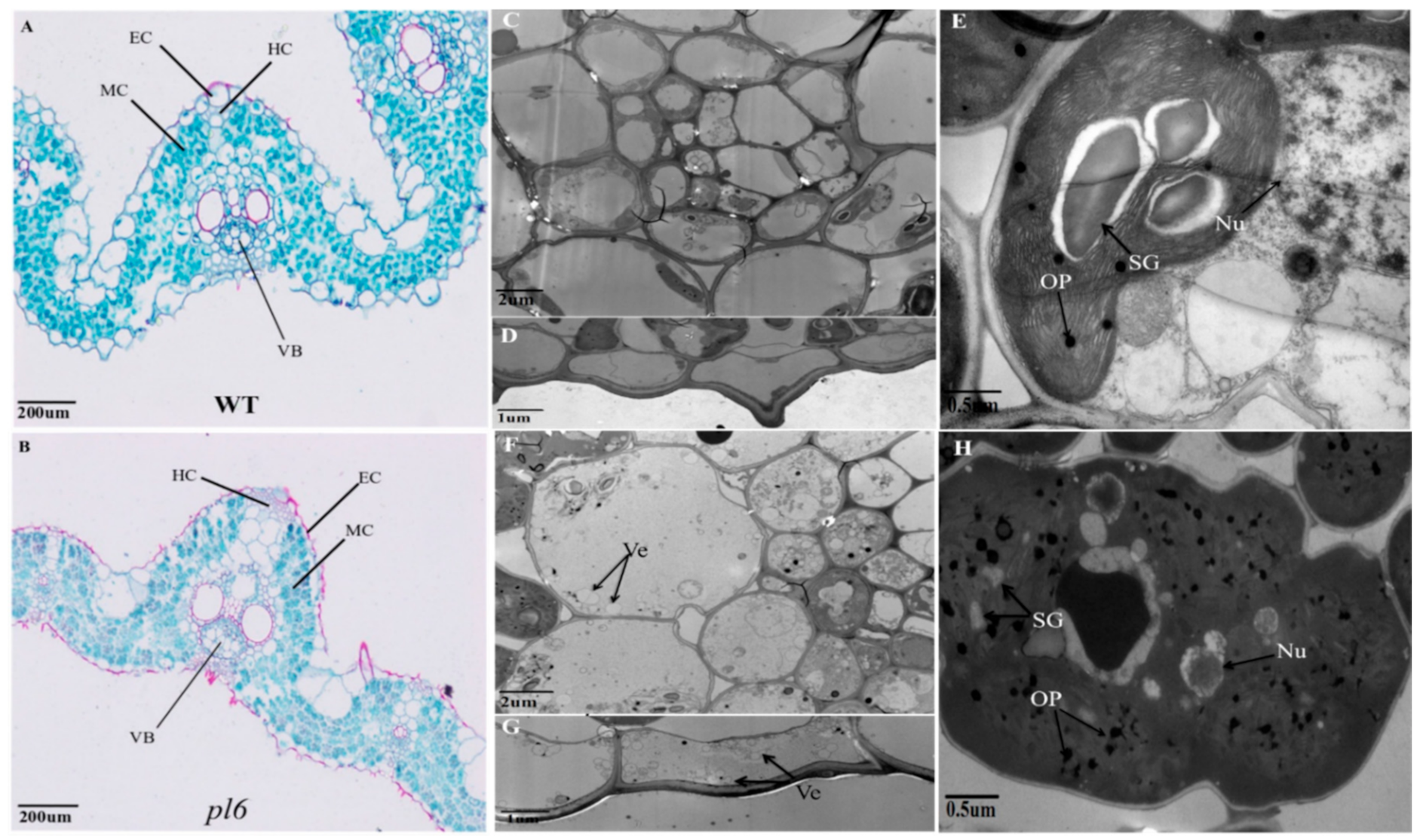 Plants 09 01477 g004 Plants 09 01477 g004