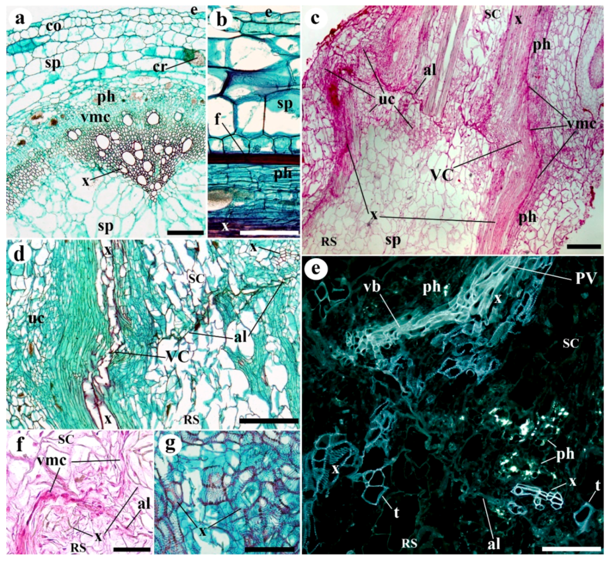 Plants 09 01479 g001 Plants 09 01479 g001