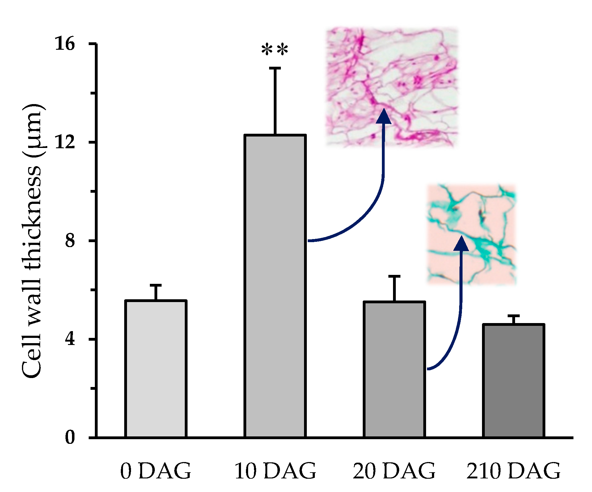 Plants 09 01479 g002 Plants 09 01479 g002