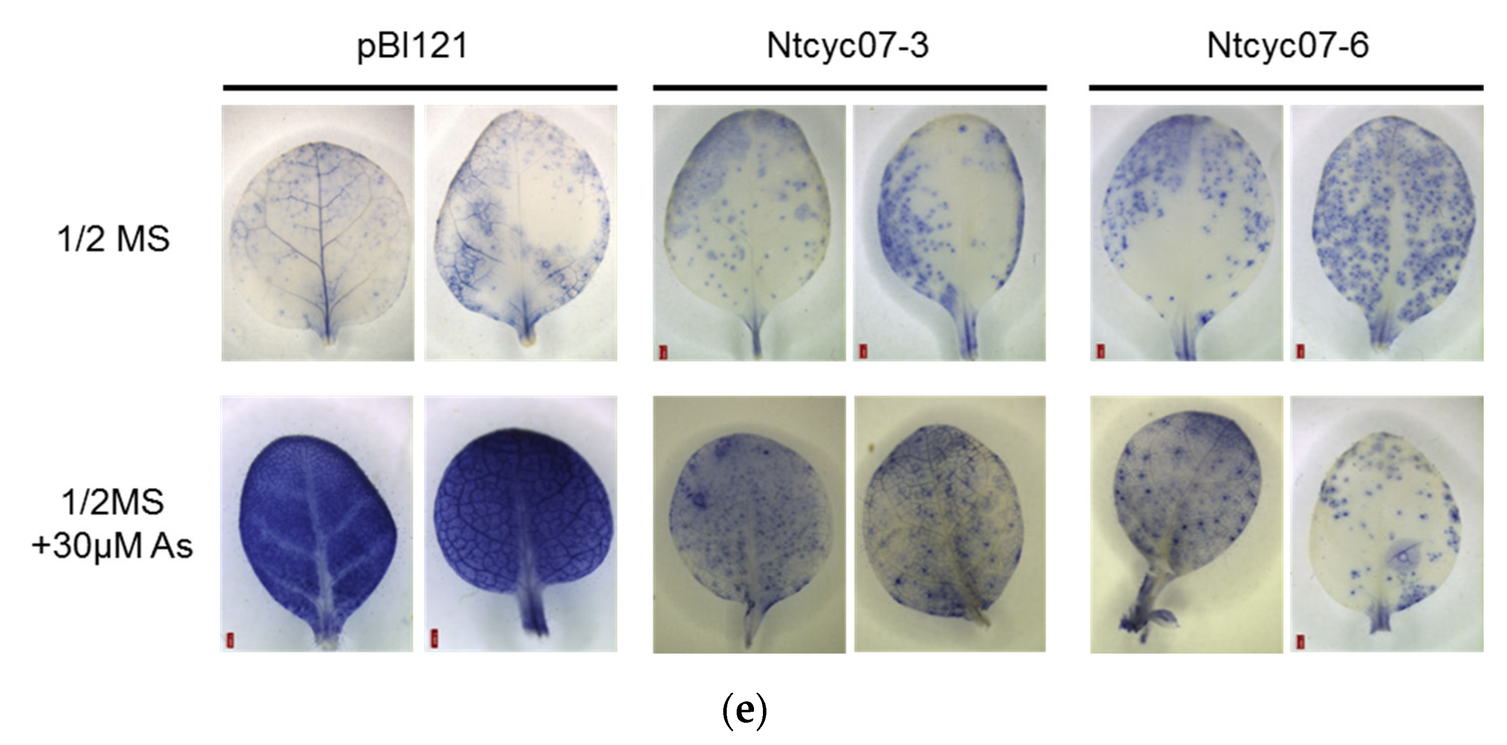 Plants 09 01480 g003c Plants 09 01480 g003c